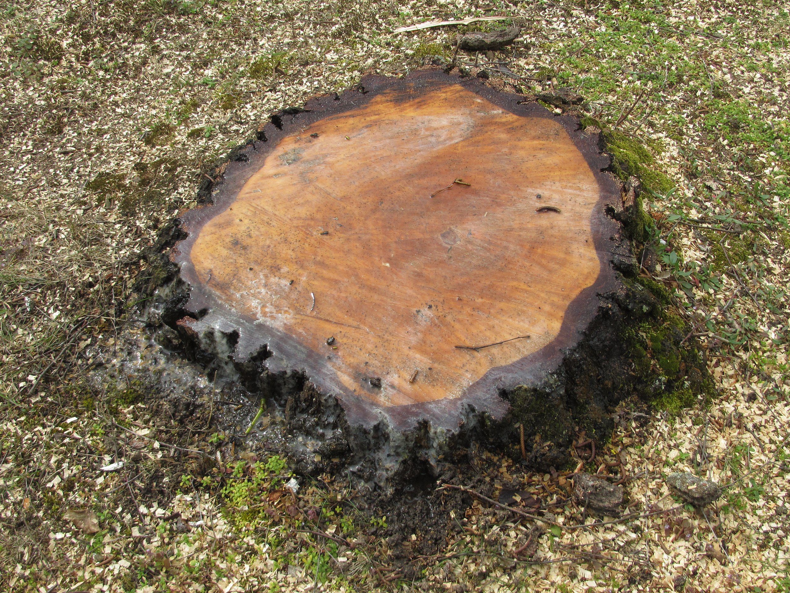 How do you stop a tree stump regrowing? Bunnings community
