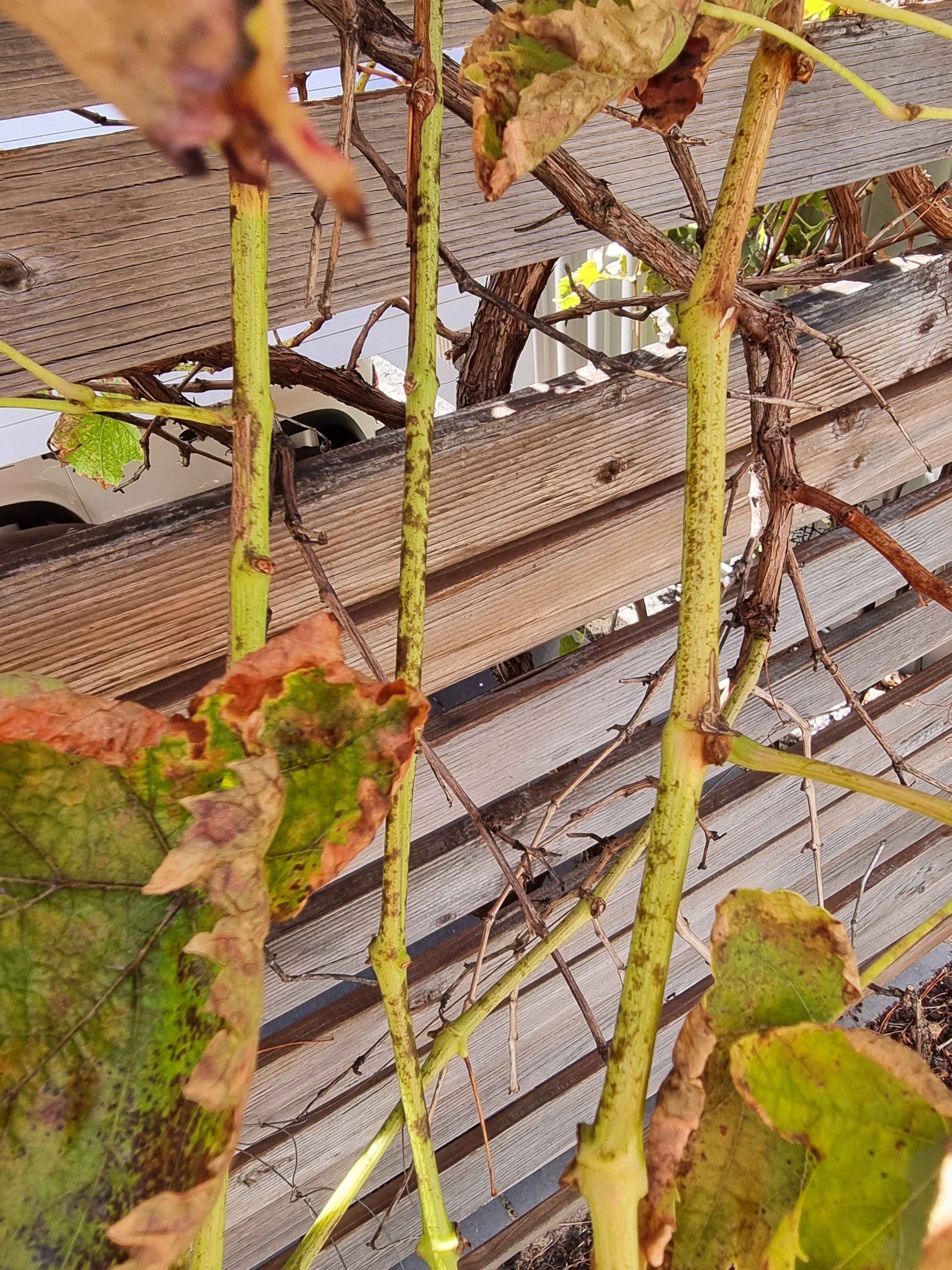 How to treat powdery mildew on grapevine... Bunnings community