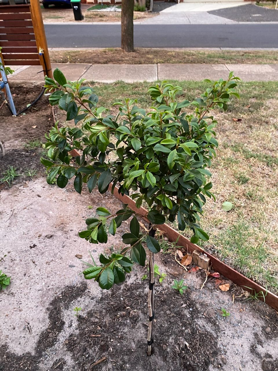 How to care for my dying lilly pillies? Bunnings community