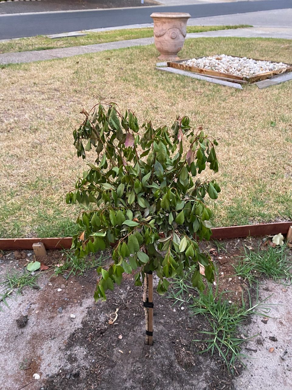 How to care for my dying lilly pillies? Bunnings community