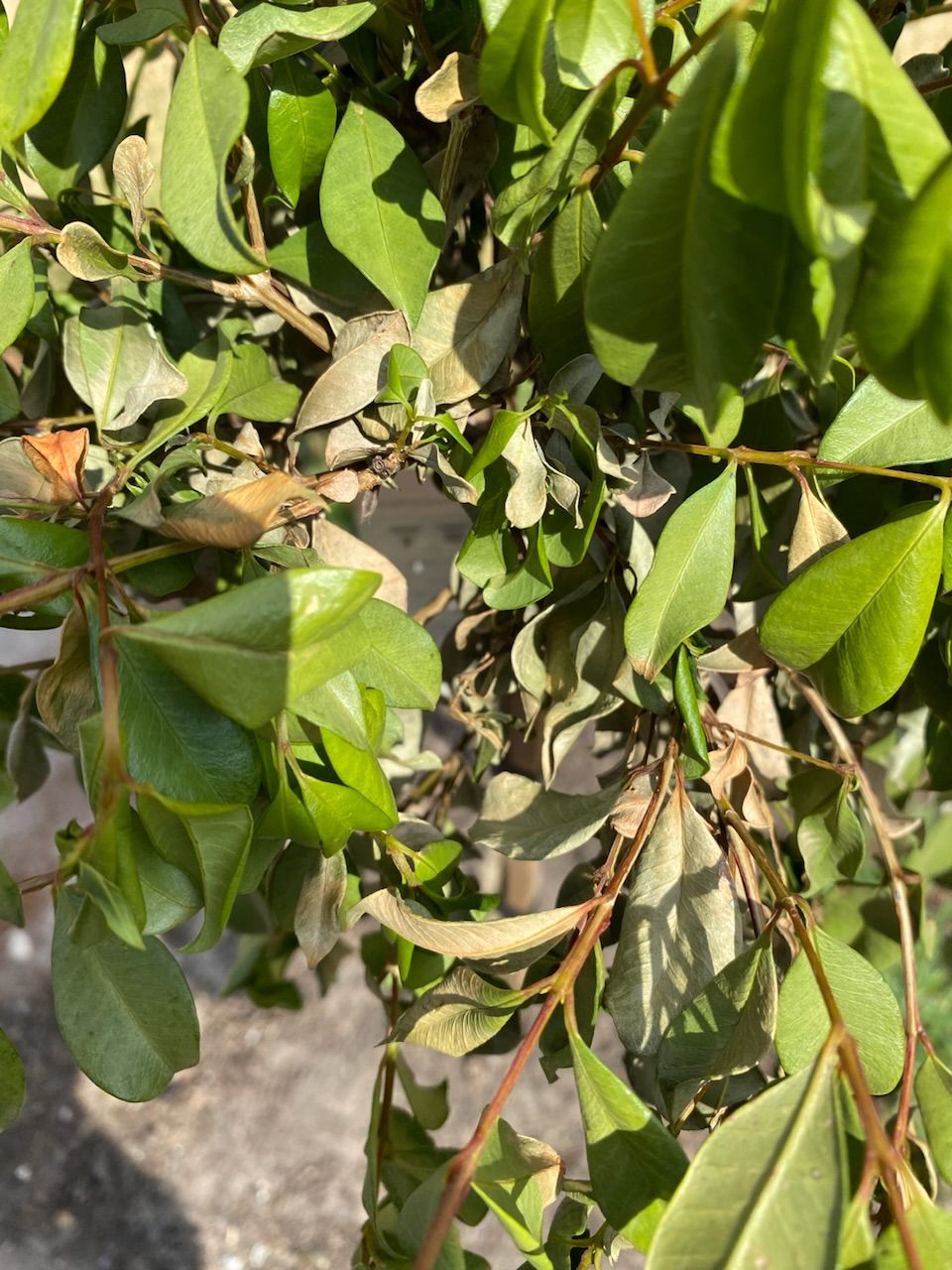 How to care for my dying lilly pillies? Bunnings community