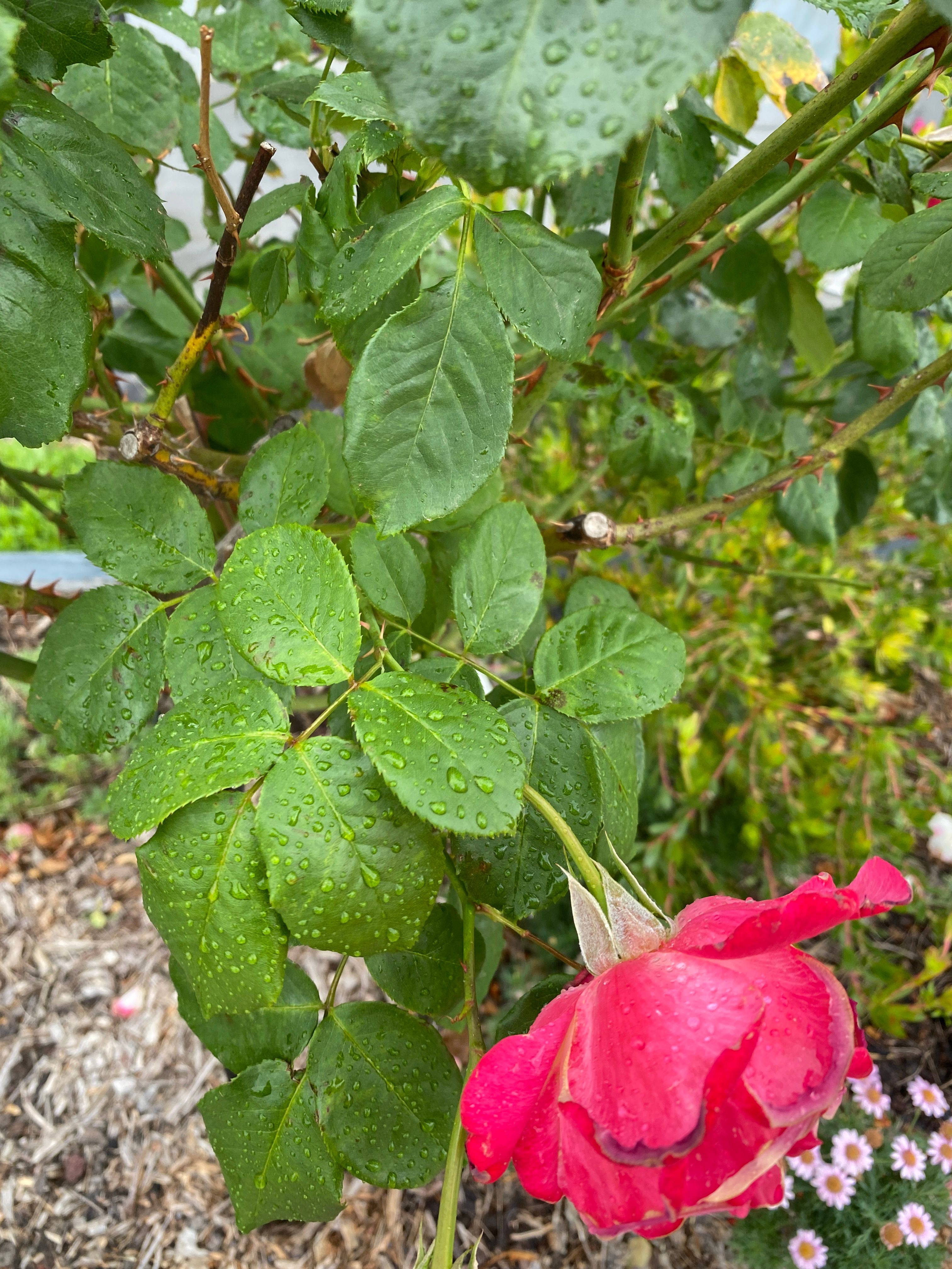 How to treat a rose rose with curling le... Bunnings community