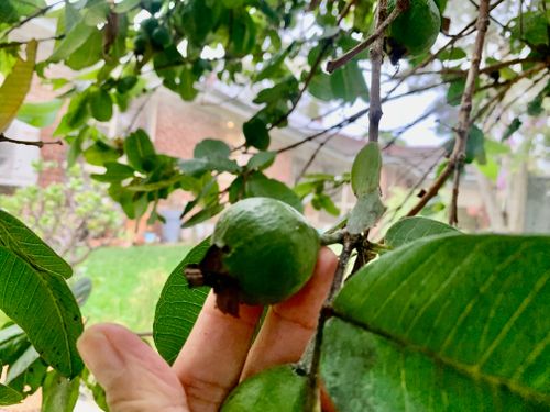 Guava fruit ready in a few weeks