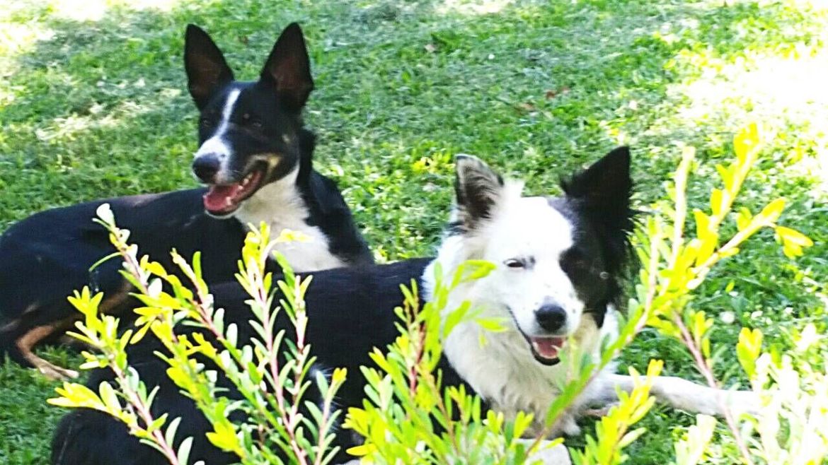 My dog, Oliver (left) and BFF Tess who lives next door.