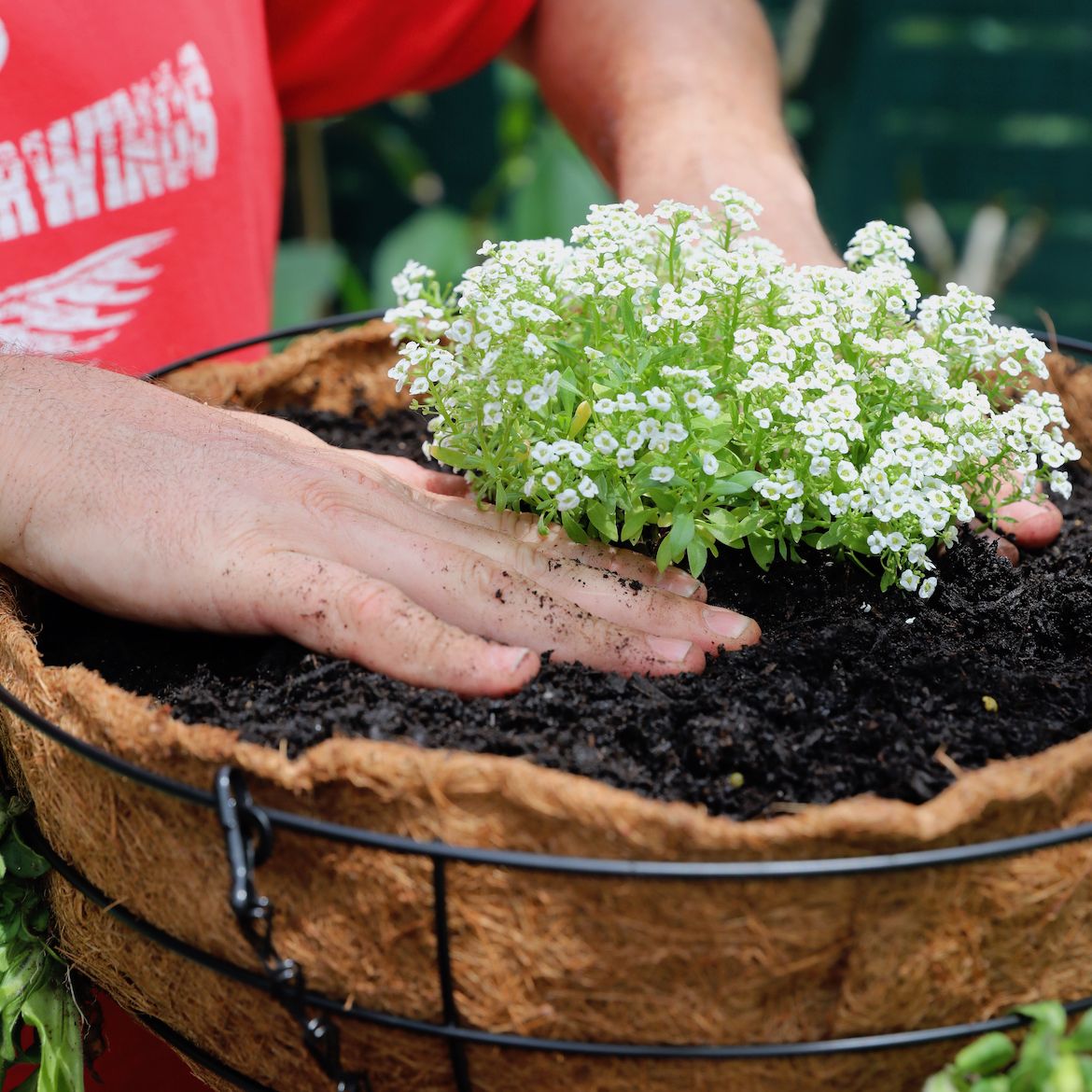 How to create a hanging basket Bunnings community