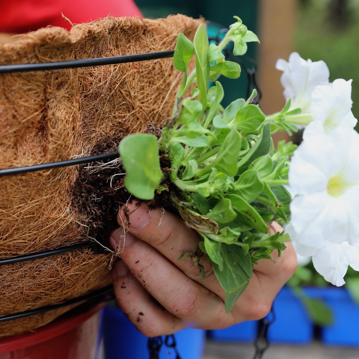 How to create a hanging basket Bunnings community