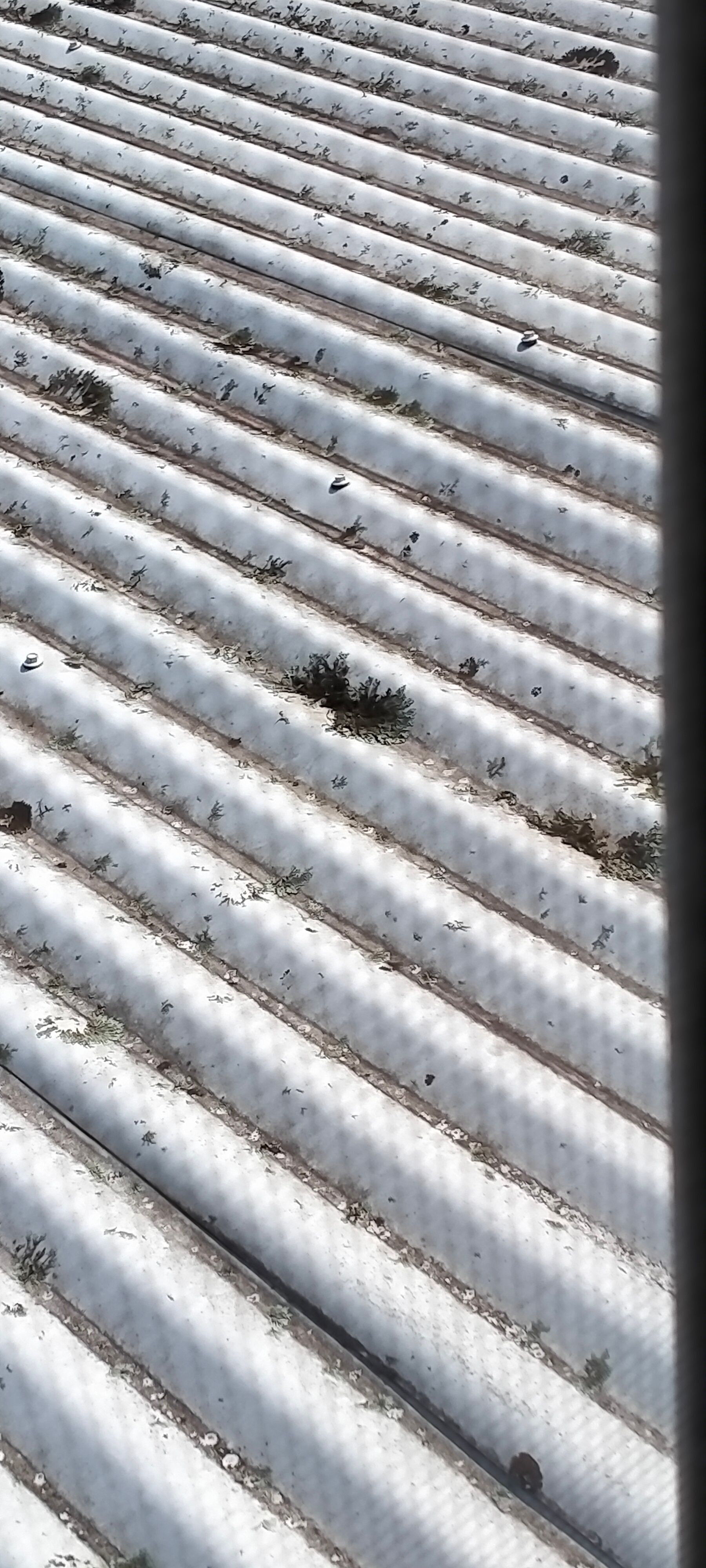 How to remove mould on roof and walls? Bunnings community