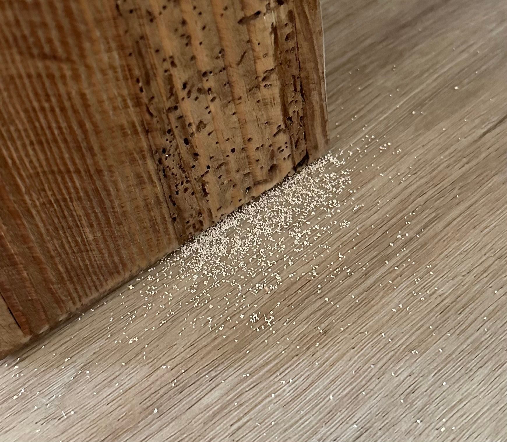 Solved How to treat wood borer? Bunnings community