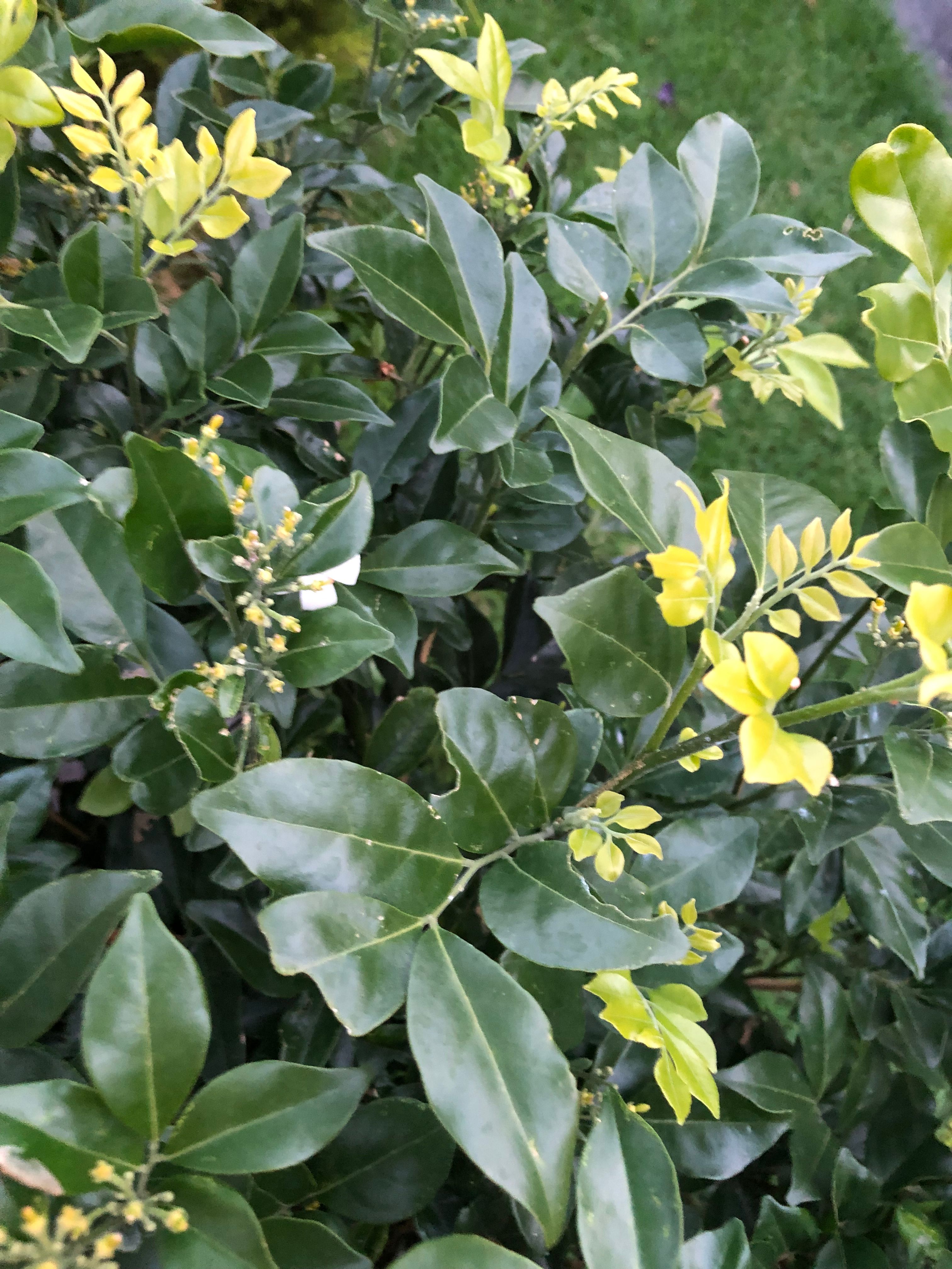 Do I need to undercoat a bedside table? Bunnings community