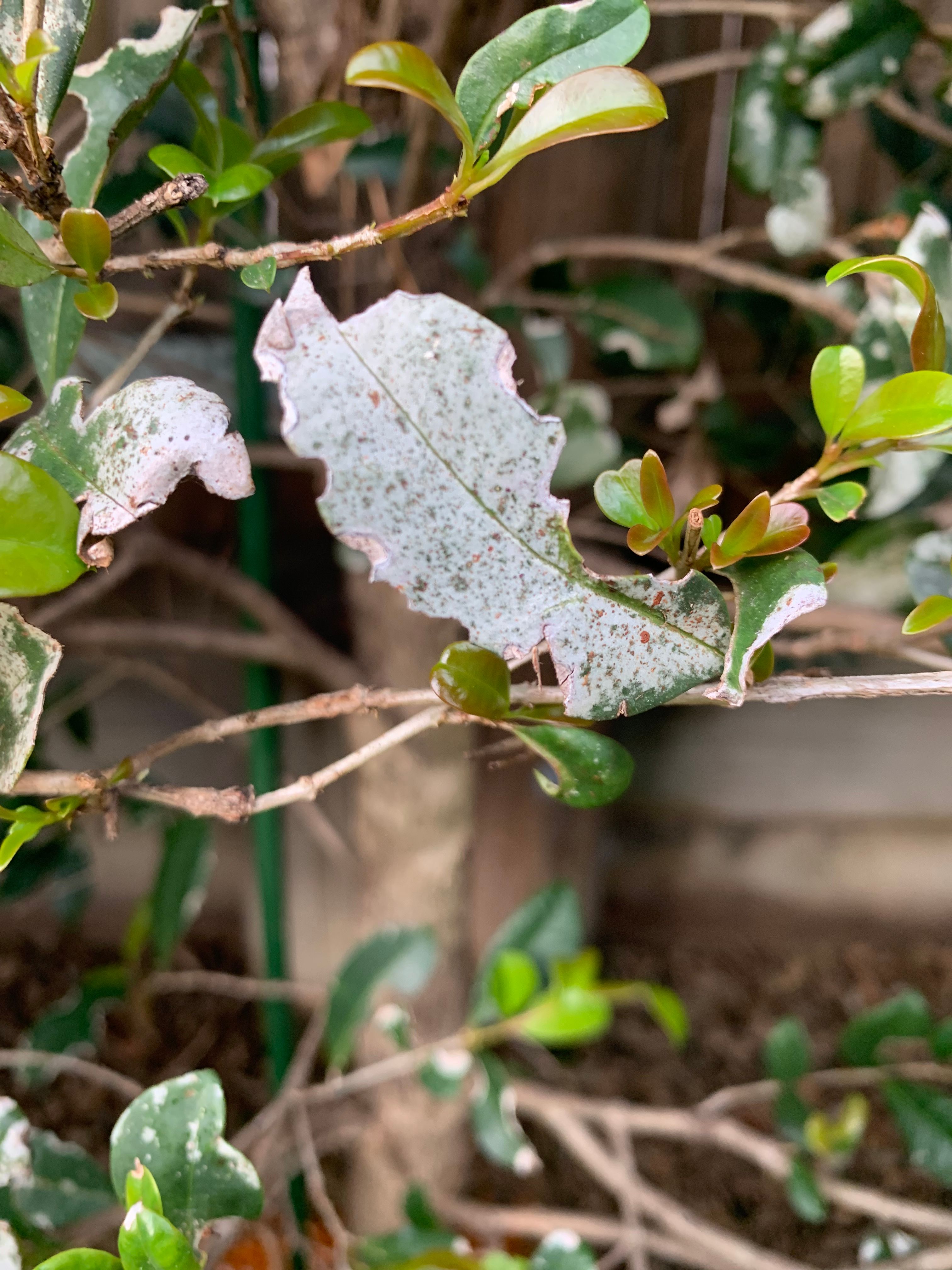 How to care for sick Lilly Pilly Resilie... Bunnings community