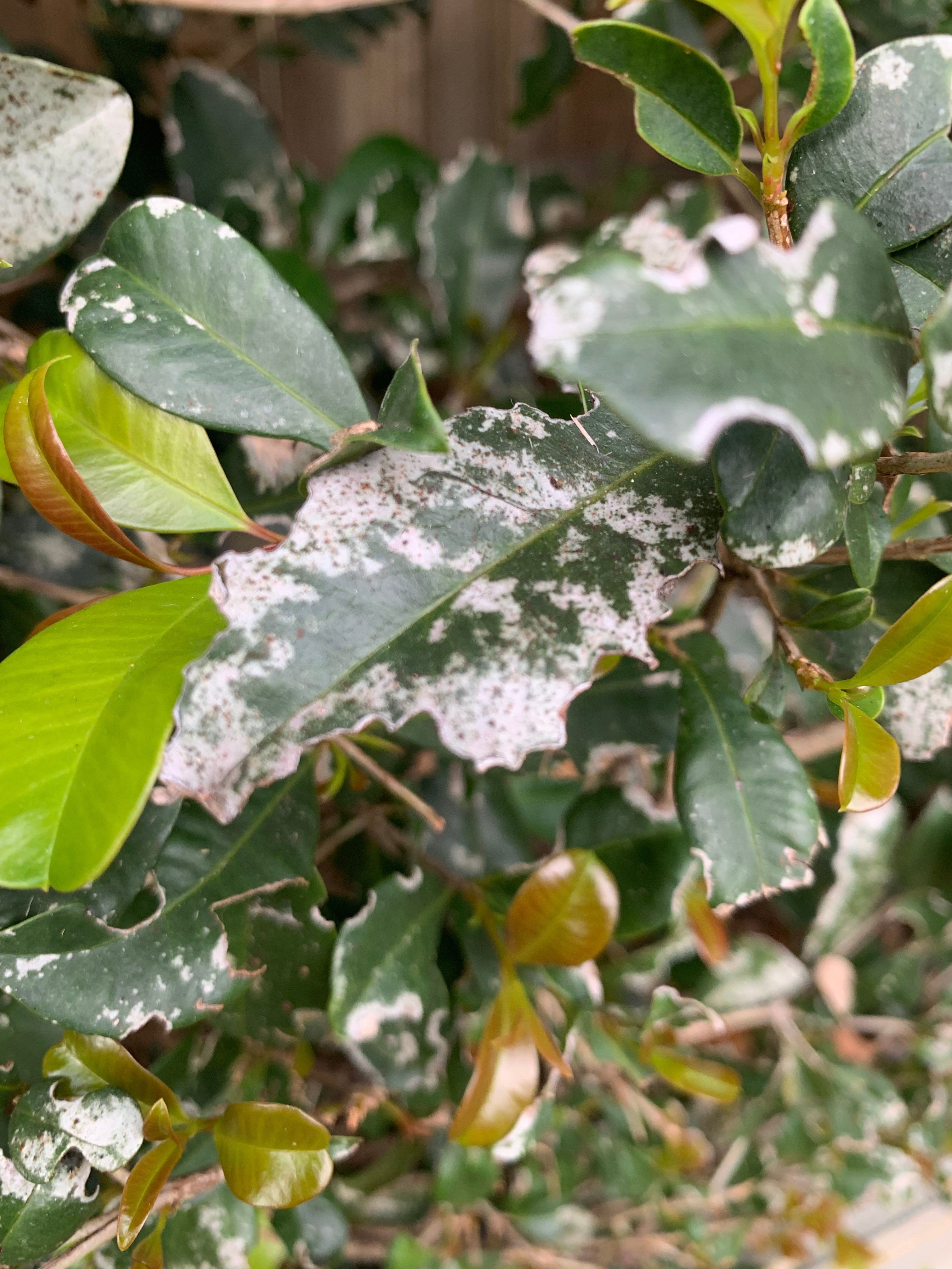 How to care for sick Lilly Pilly Resilie... Bunnings community