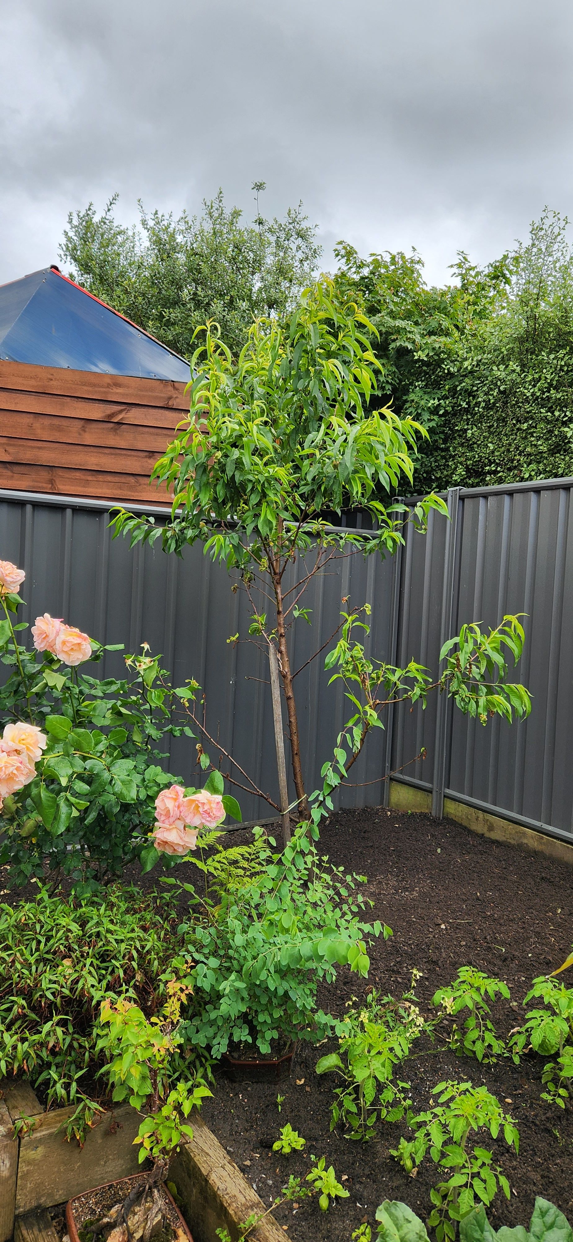 Can you prune stonefruit trees back hard... Bunnings community