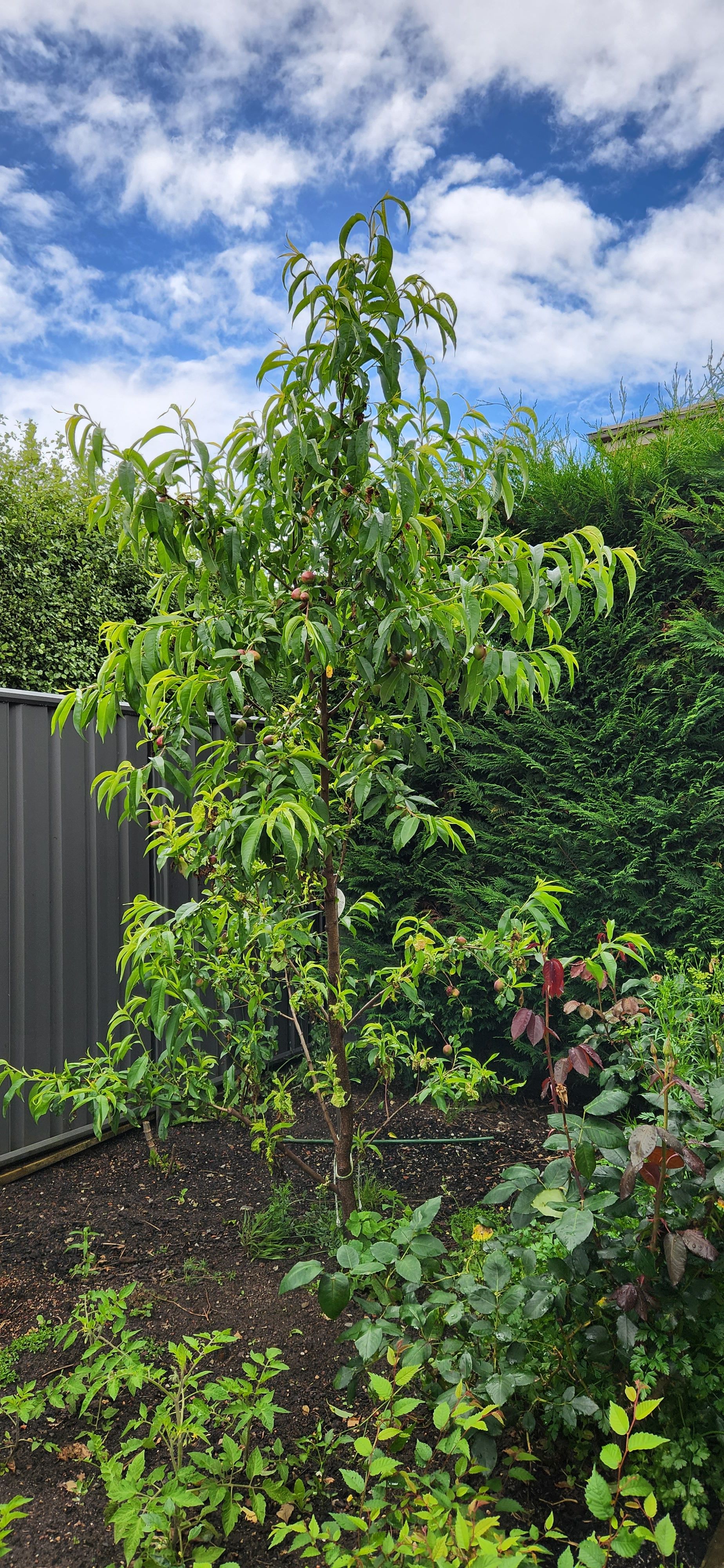 Can you prune stonefruit trees back hard... Bunnings community