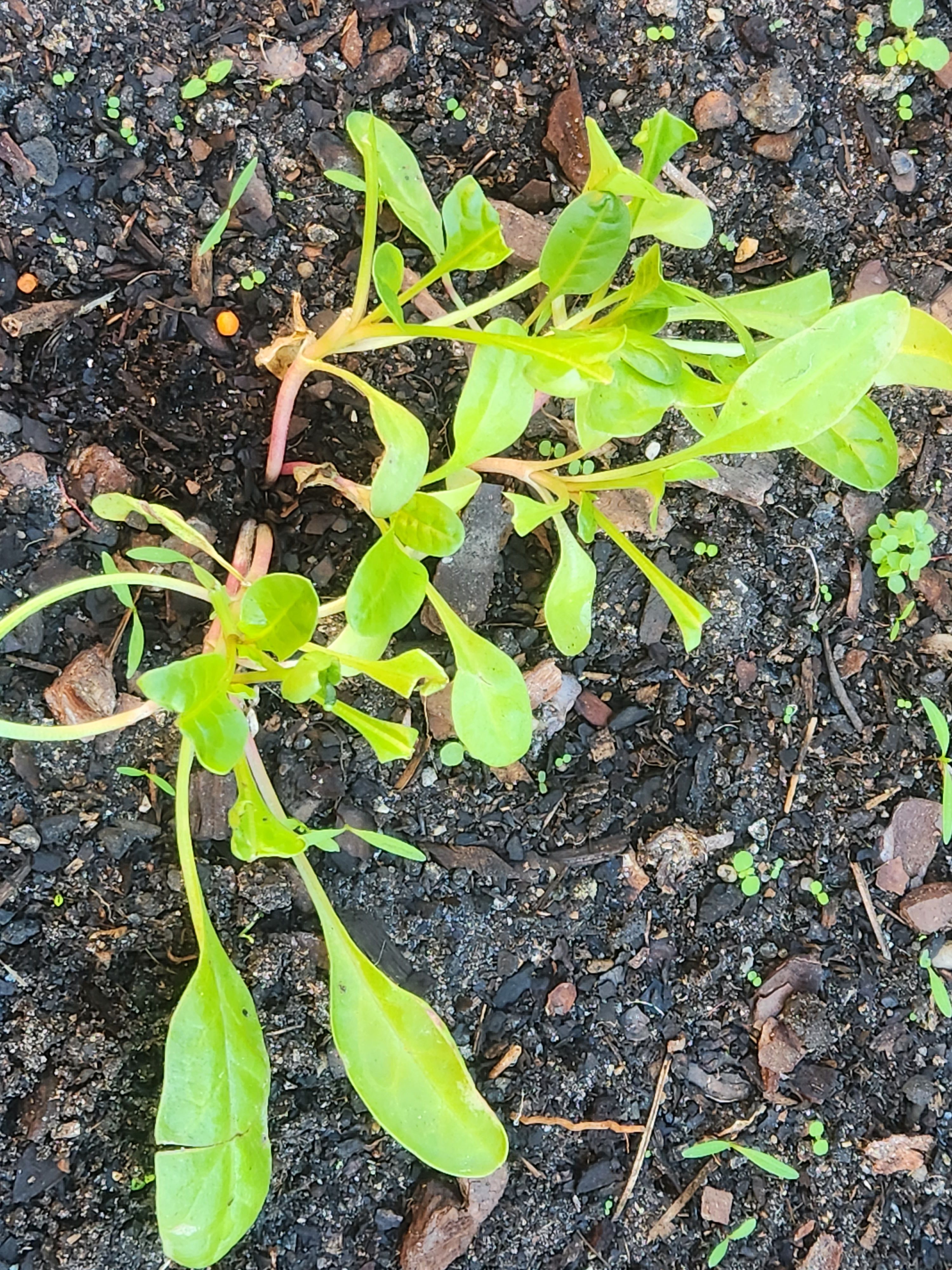 What is eating my vege seedlings? Bunnings community