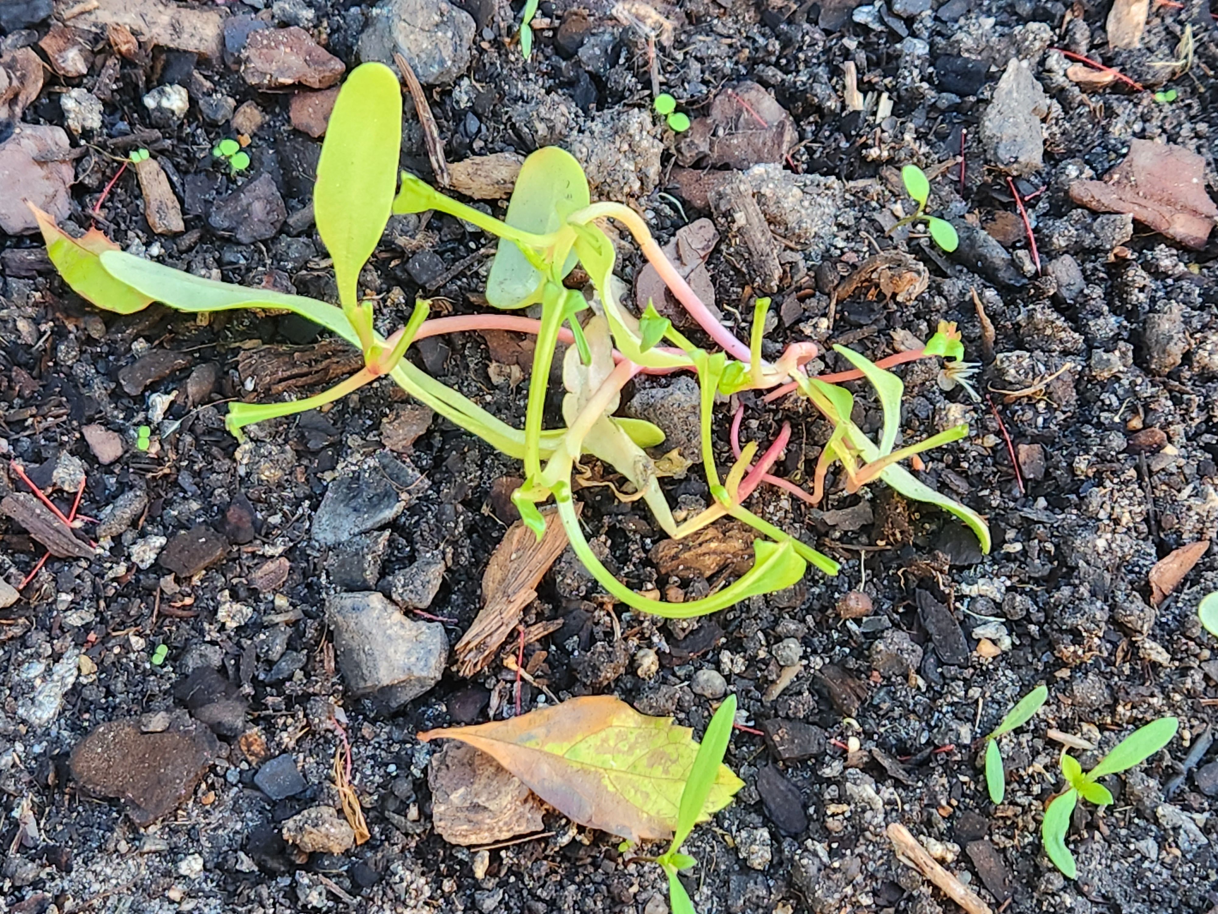 What is eating my vege seedlings? Bunnings community