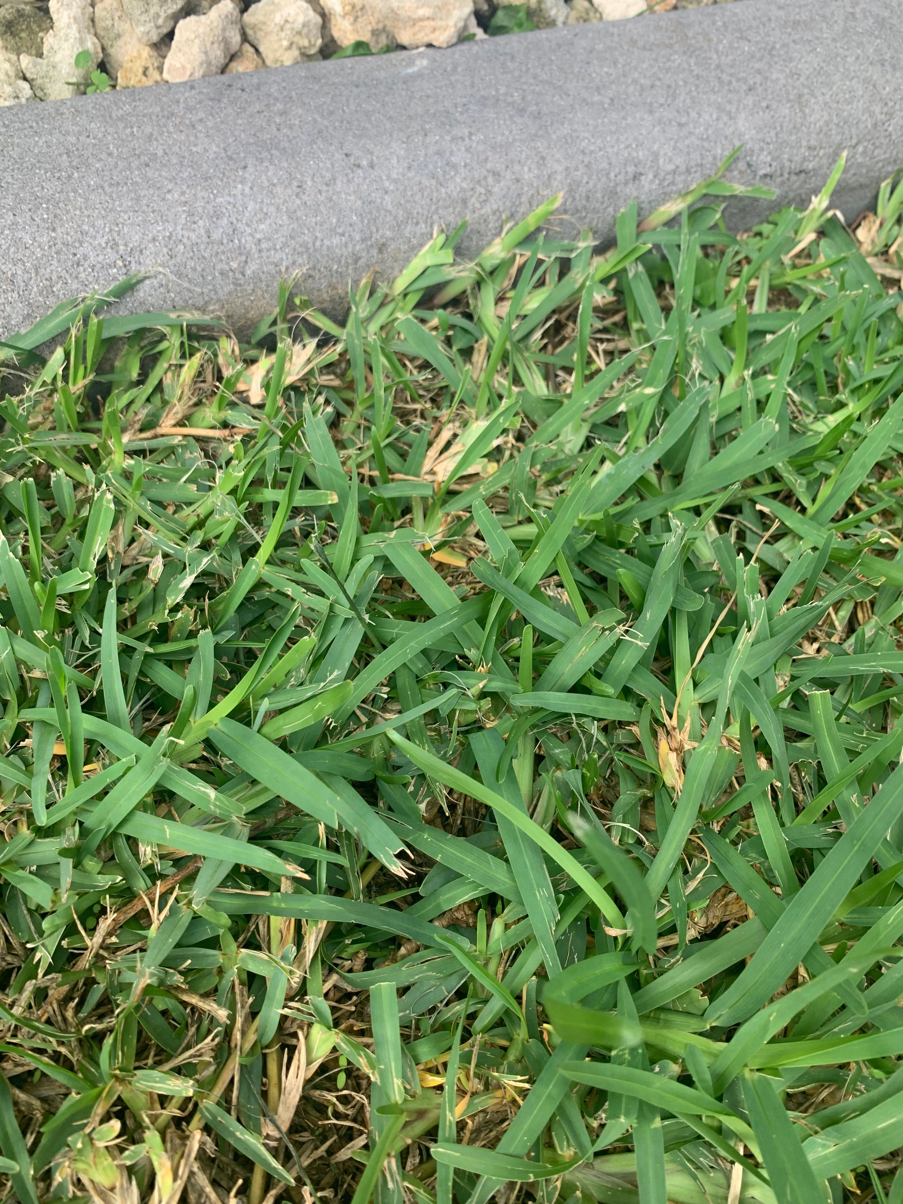 What kind of grass do I have? Bunnings community
