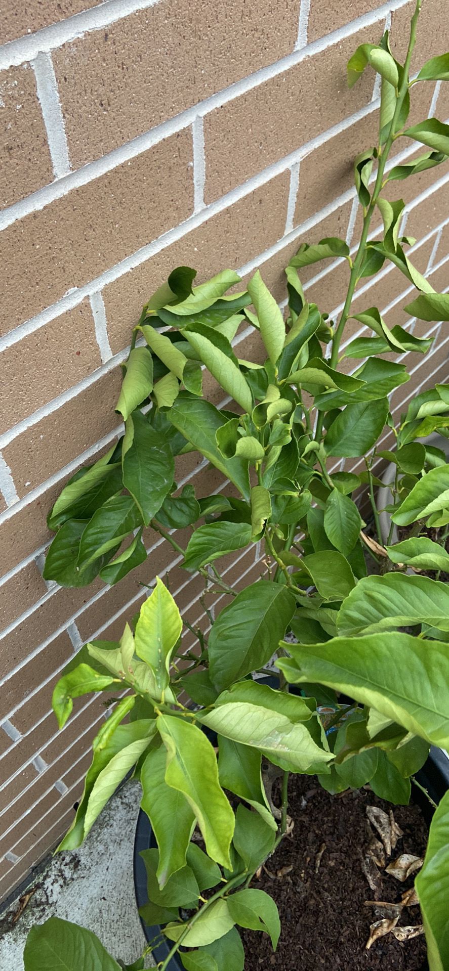 What is wrong with my lemon tree? Bunnings community