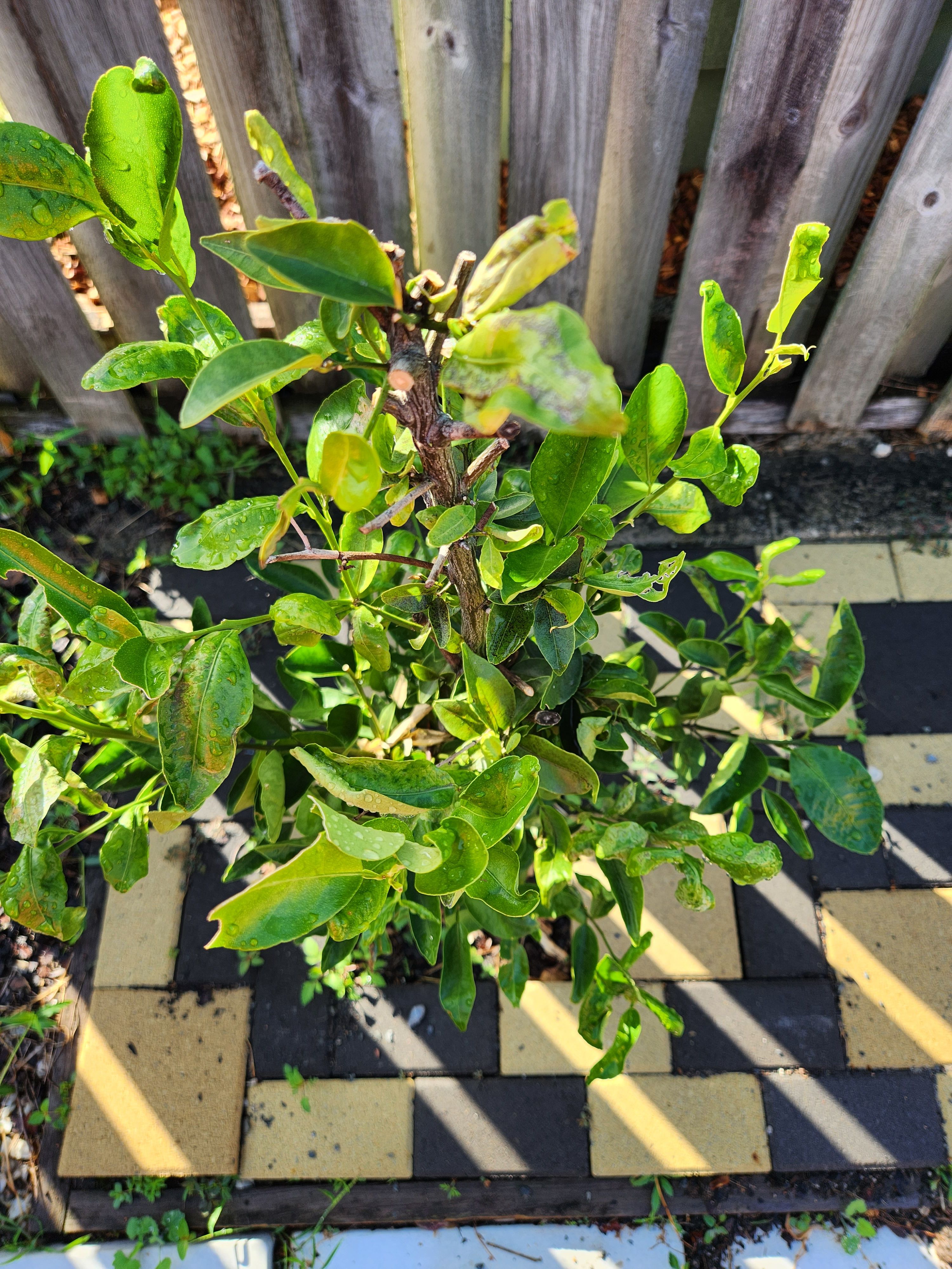 What tree is this? Bunnings community
