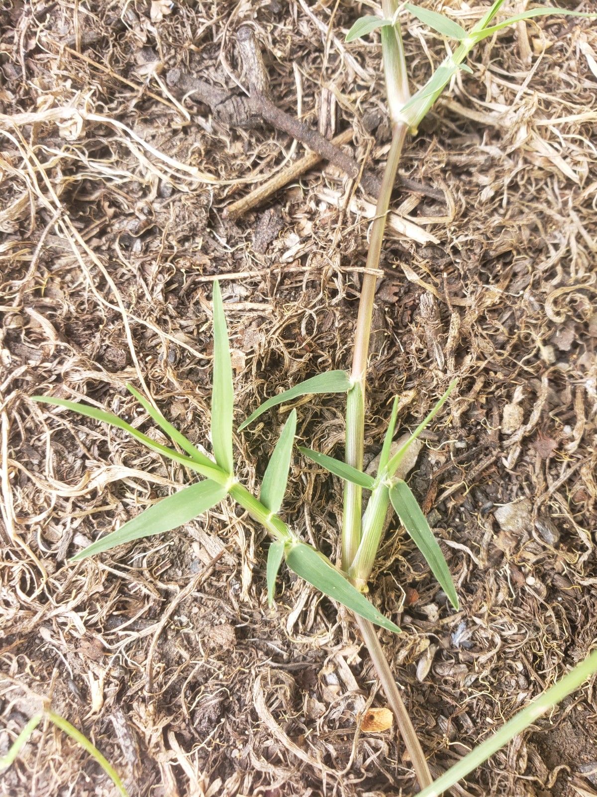 What type of grass is this? Bunnings community
