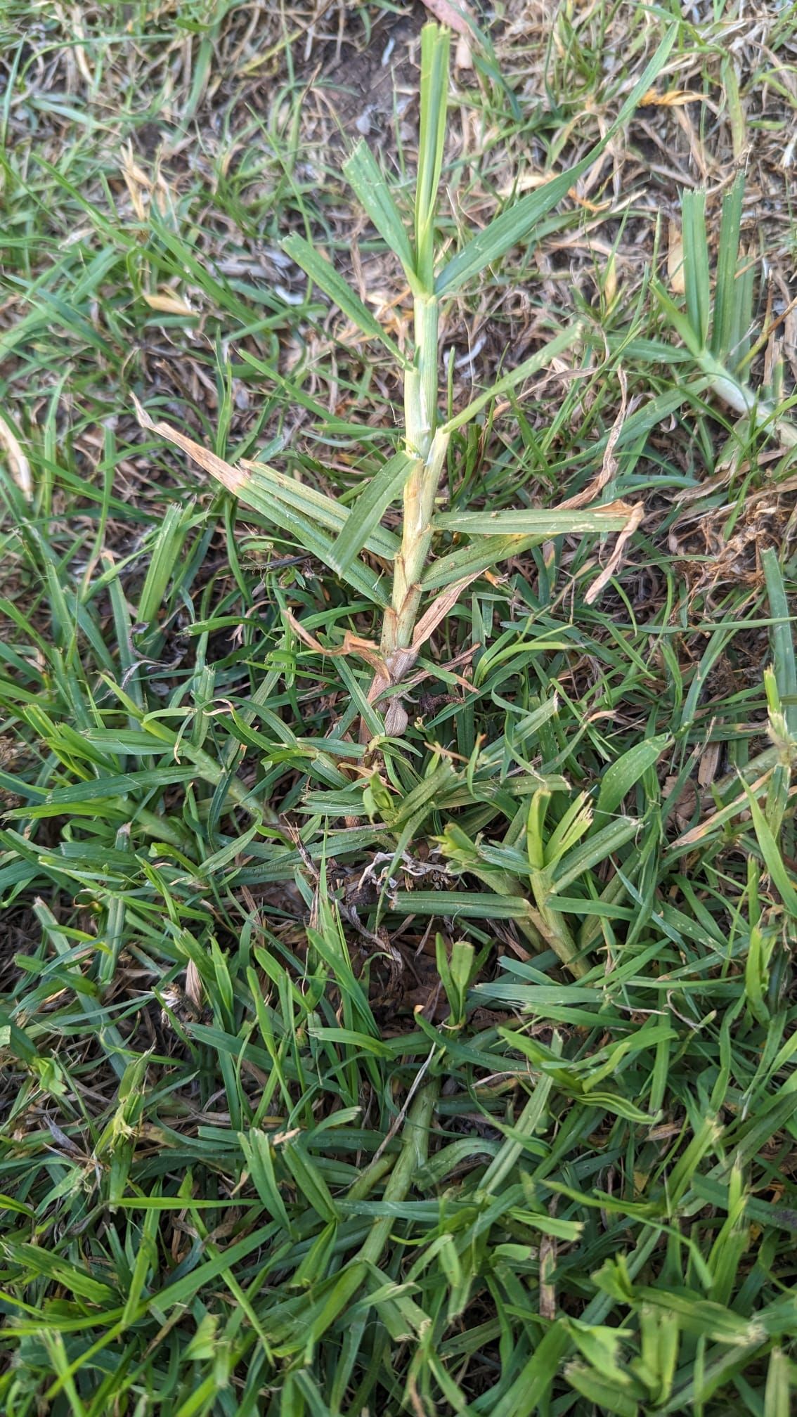 What type of grass is this? Bunnings community