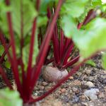Beetroot will produce larger leaves in the shade