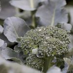 Broccoli and its cousins will have an extended season