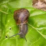 Snails and slugs love the shade too