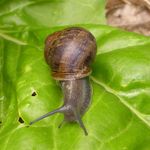 Snails and slugs love the shade too