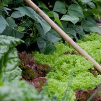 Lettuce can thrive in the shade created by taller crops