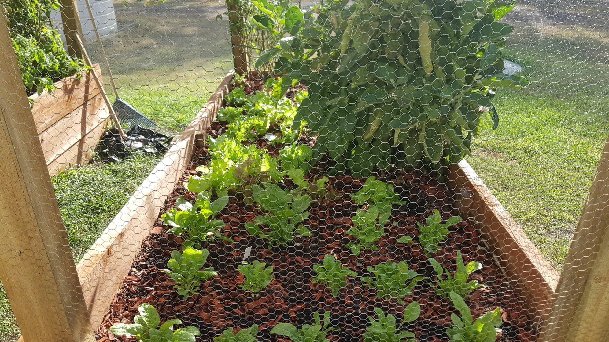 Hugelkultur raised garden beds | Bunnings Workshop community