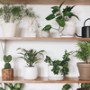 Most indoor plants thrive between 19-21 degrees Celsius