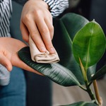 Gently wipe leaves with a dampened soft cloth