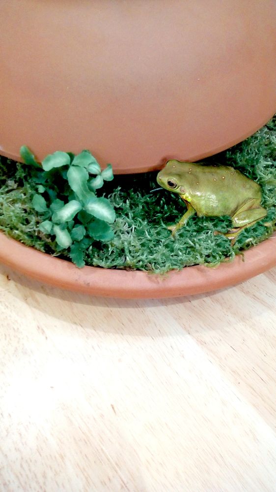 1 Frog Pot.jpg