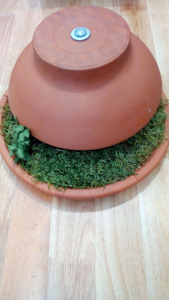 5 Water + Add Mini Plants.jpg