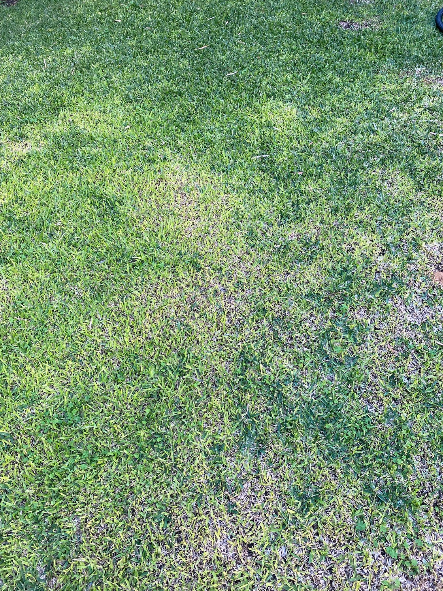 Sir Walter lawn yellow and patchy Bunnings community