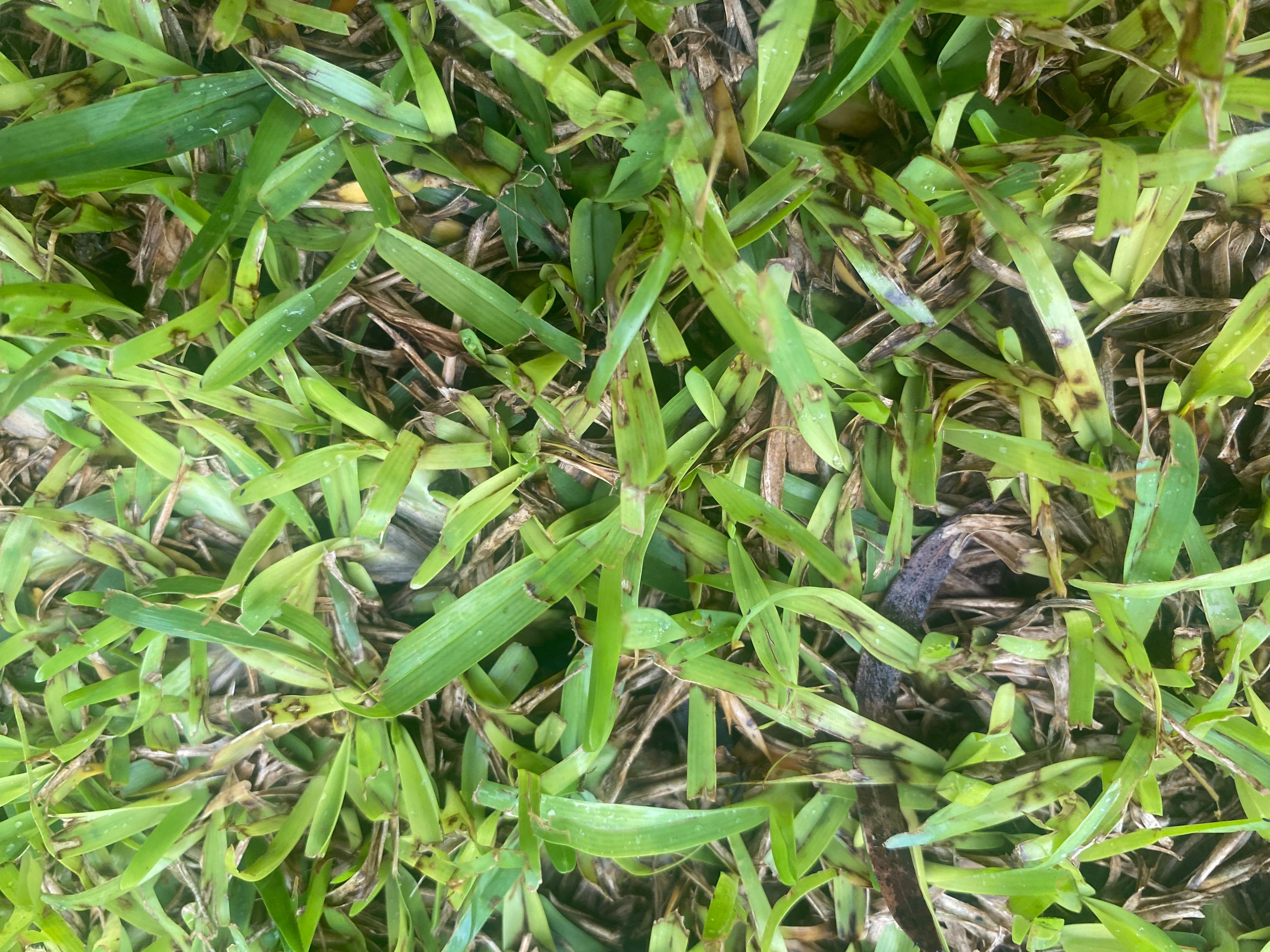 Sir Walter lawn yellow and patchy Bunnings community