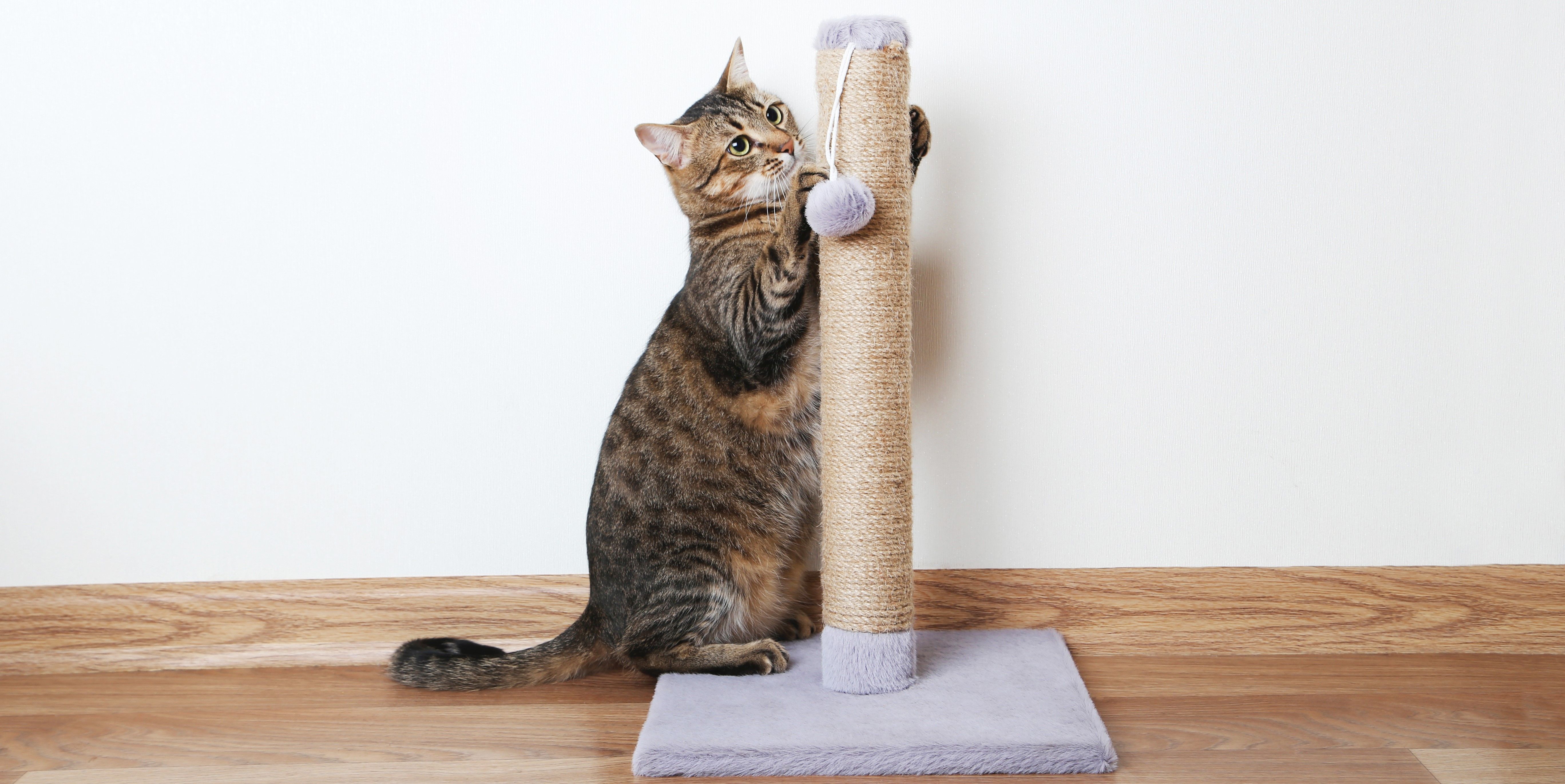 10 ways to make your home petfriendly Bunnings community