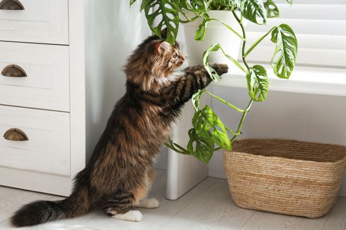 Grow pet-friendly plants.jpeg