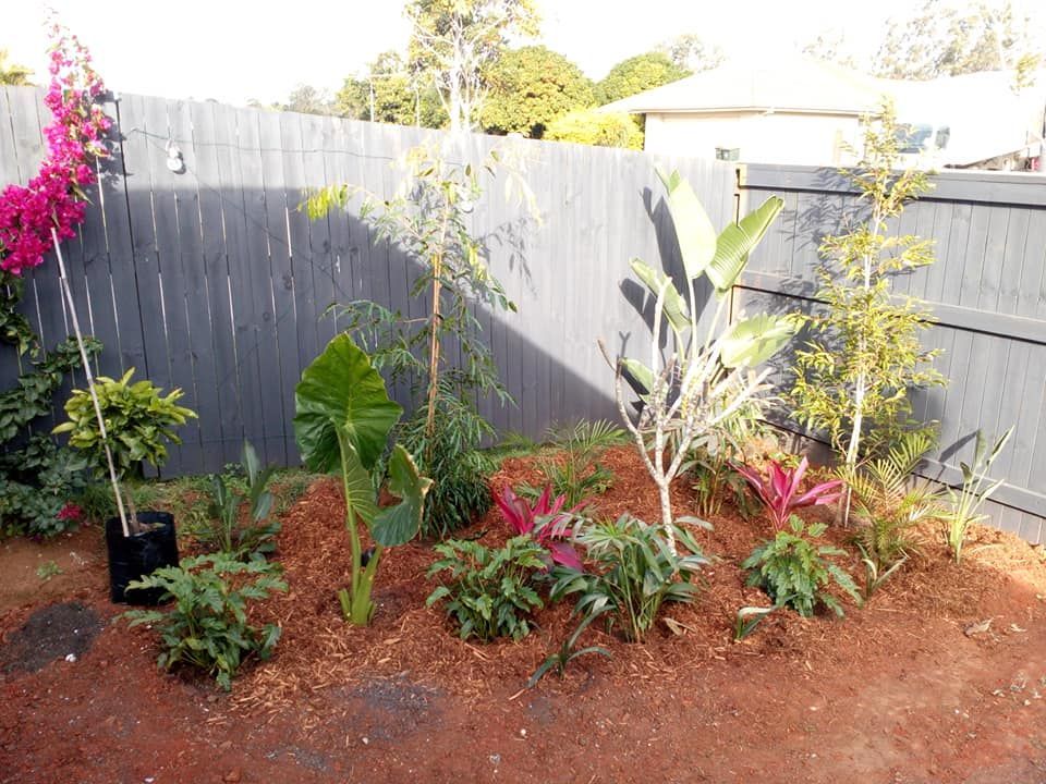 Garden in corner between 2 decks: palms, waterhouseas, red cordylines, elephant ears, giant bird of paradise, frangapani