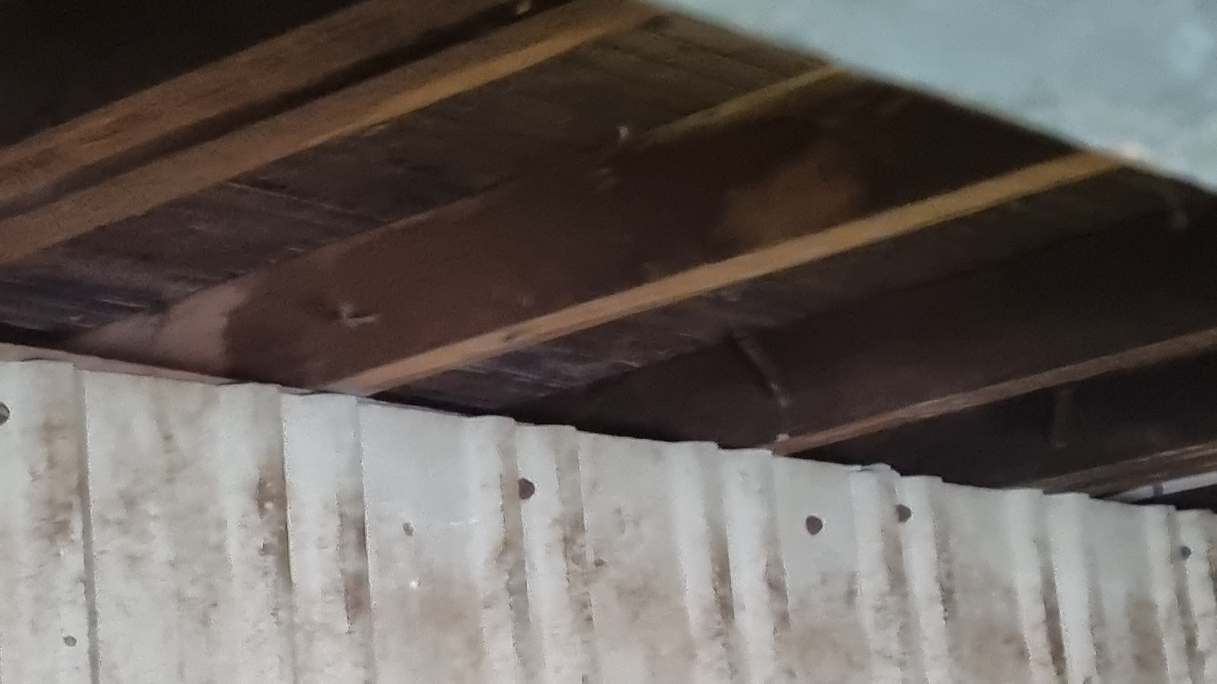 Any ideas for possum proofing the garage... Bunnings community