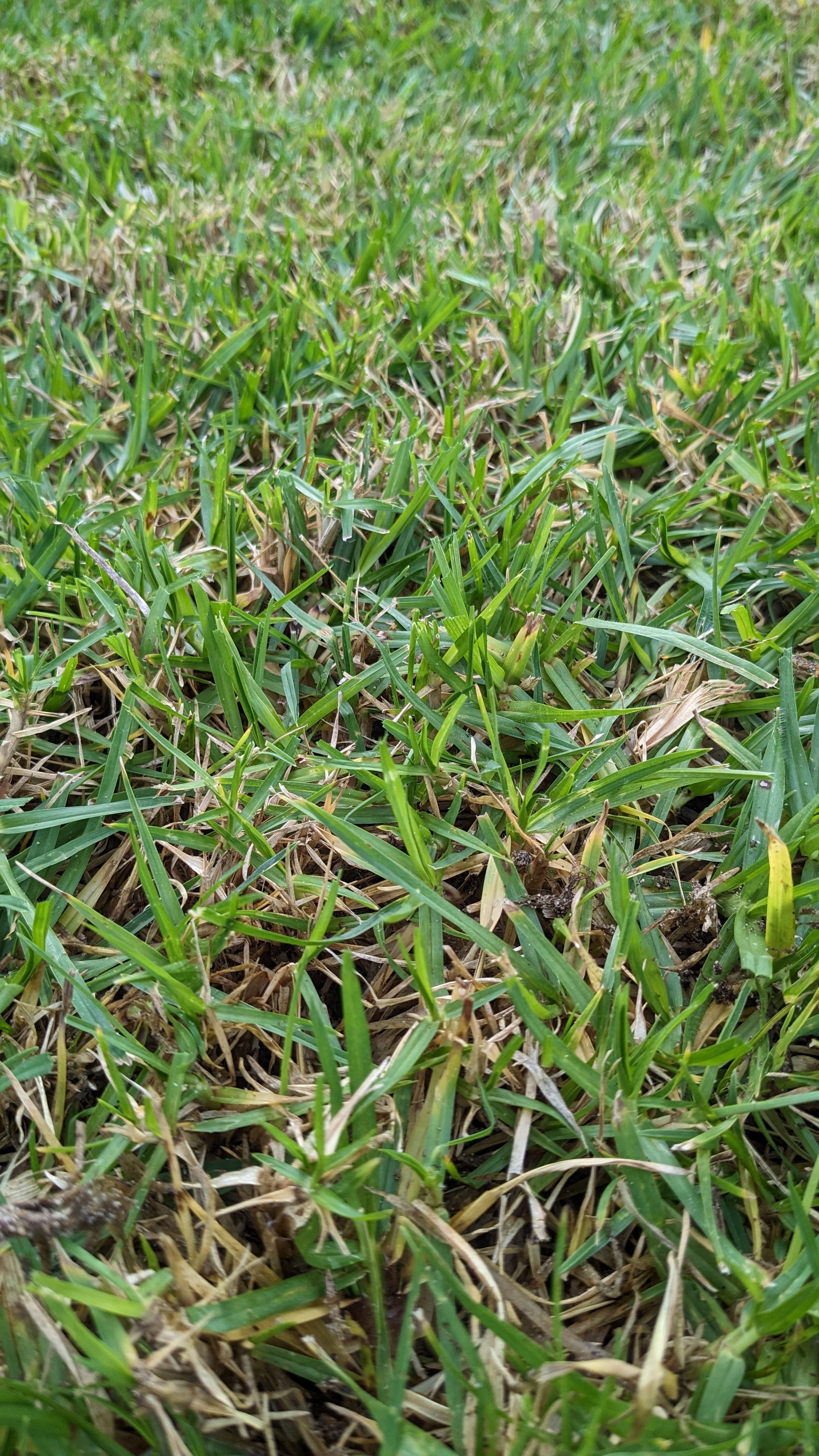Is this winter grass? Bunnings community