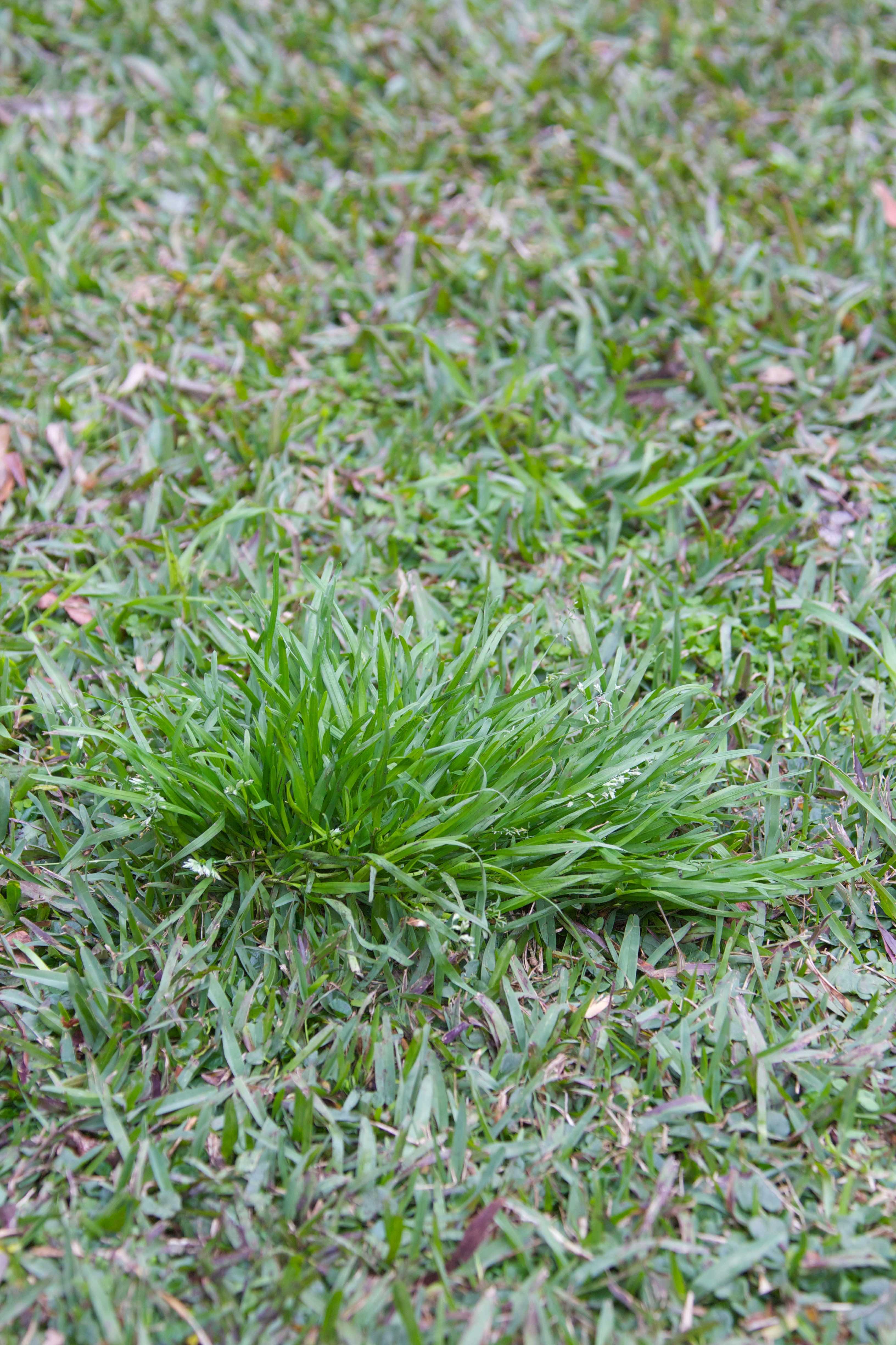 Is this winter grass? Bunnings community