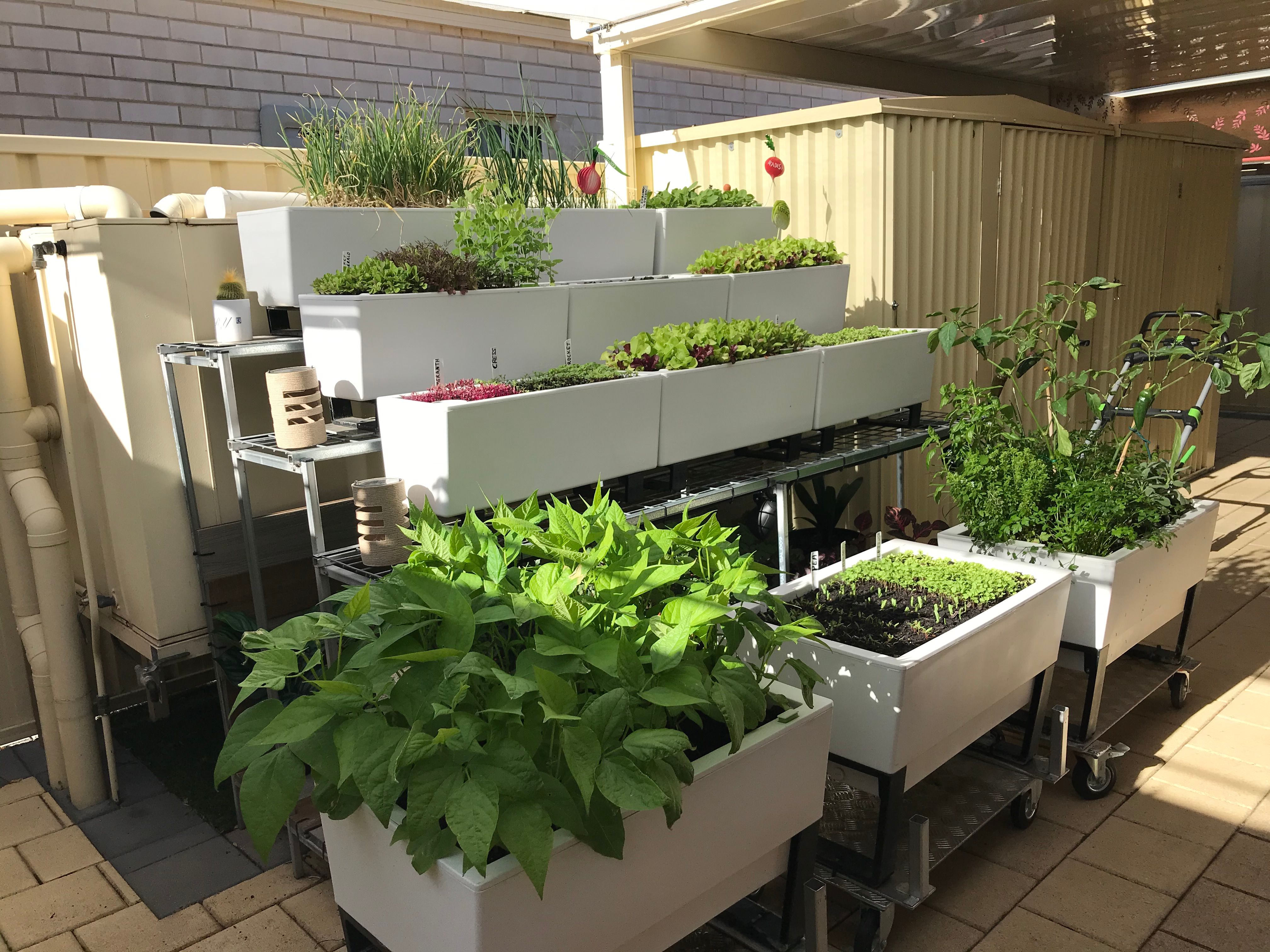 Backyard garden with selfwatering plant... Bunnings community