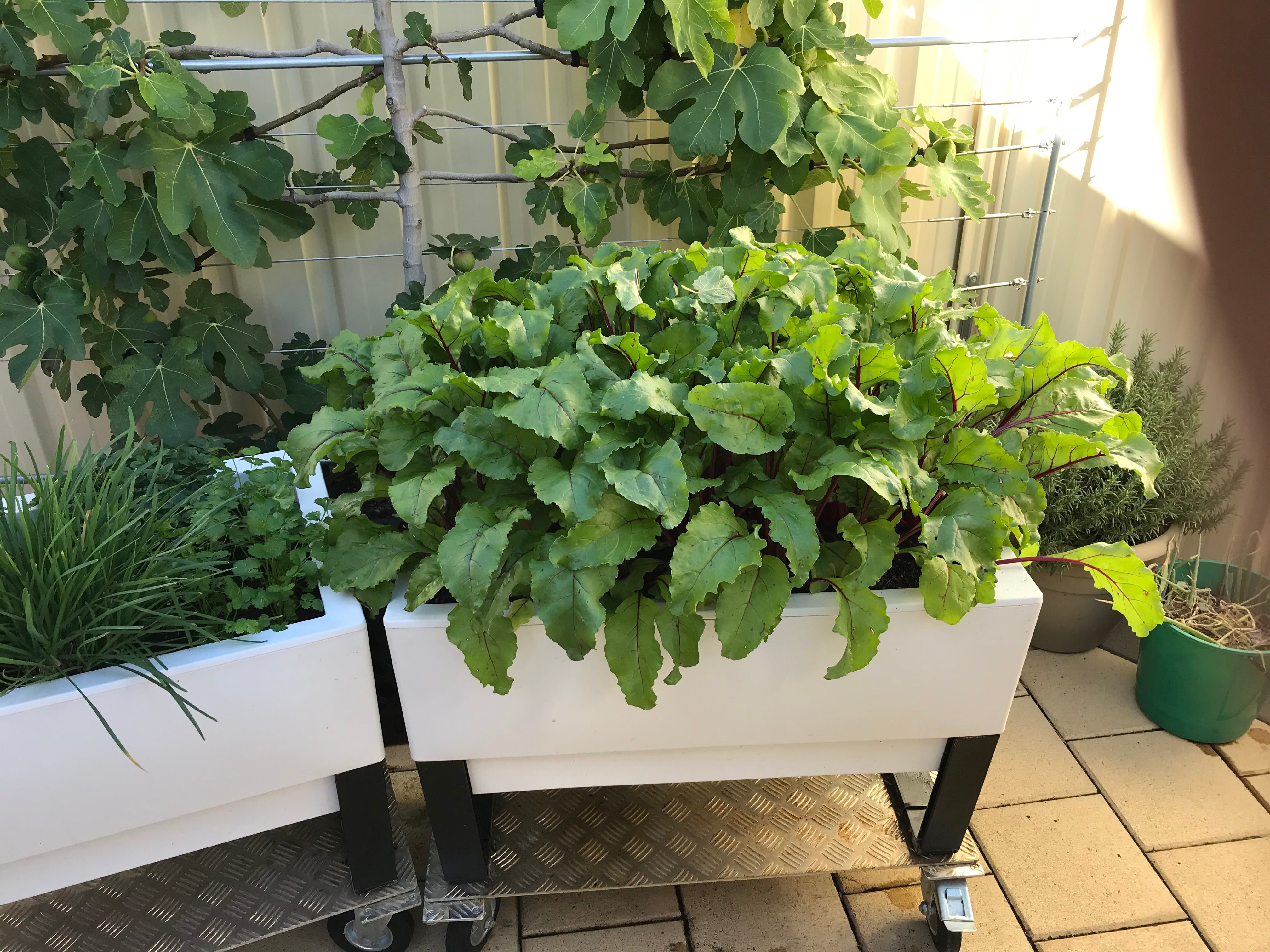 Backyard garden with selfwatering plant... Bunnings community