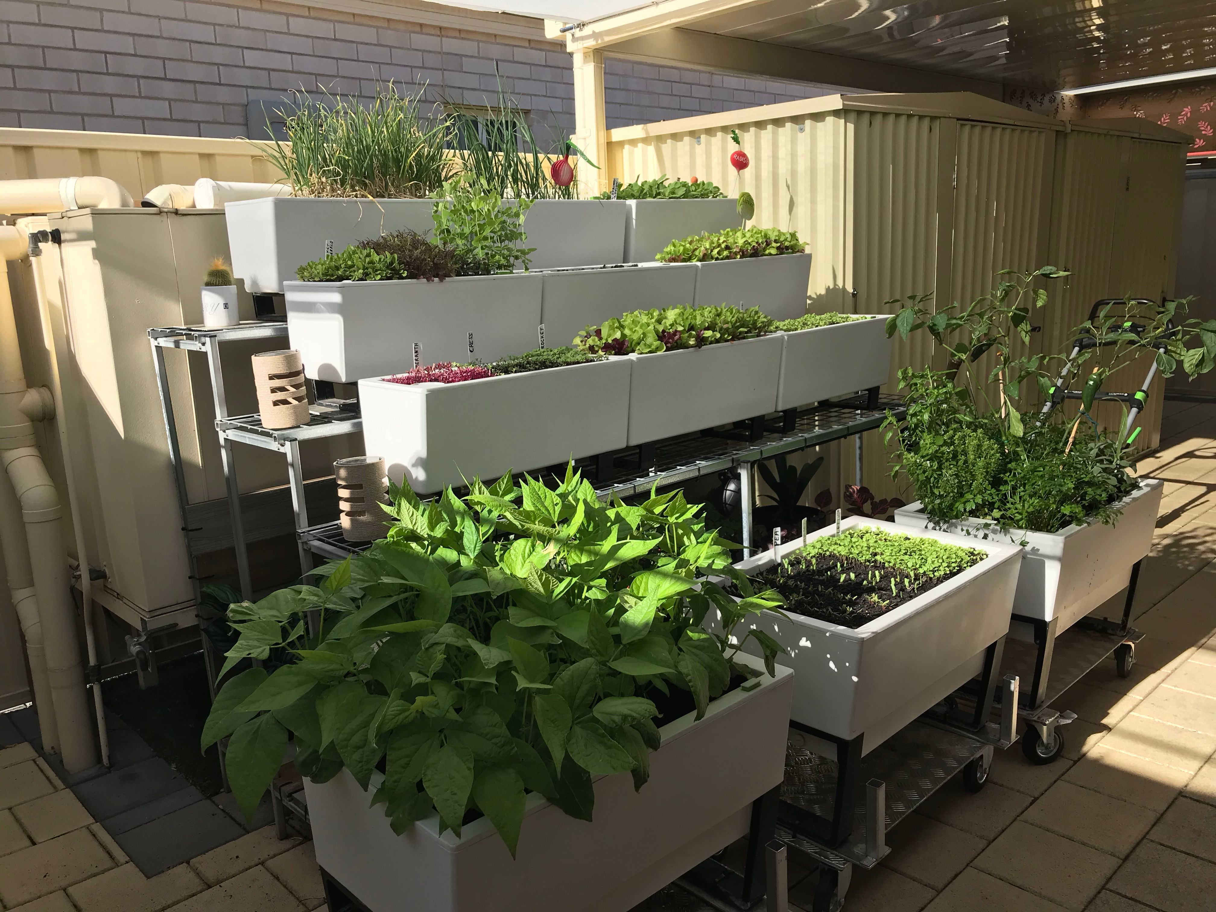 Backyard garden with selfwatering plant... Bunnings community