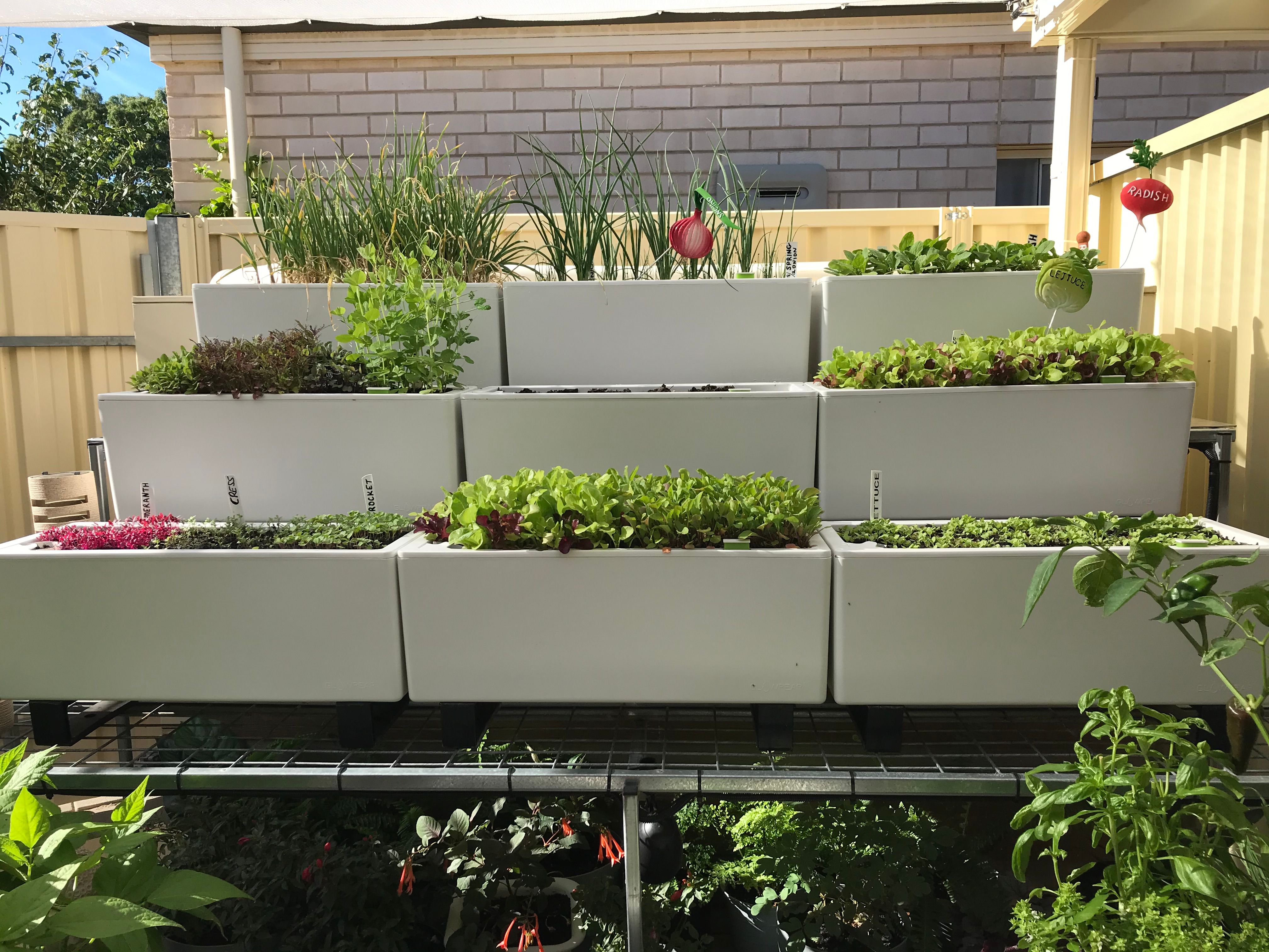 Backyard garden with selfwatering plant... Bunnings community