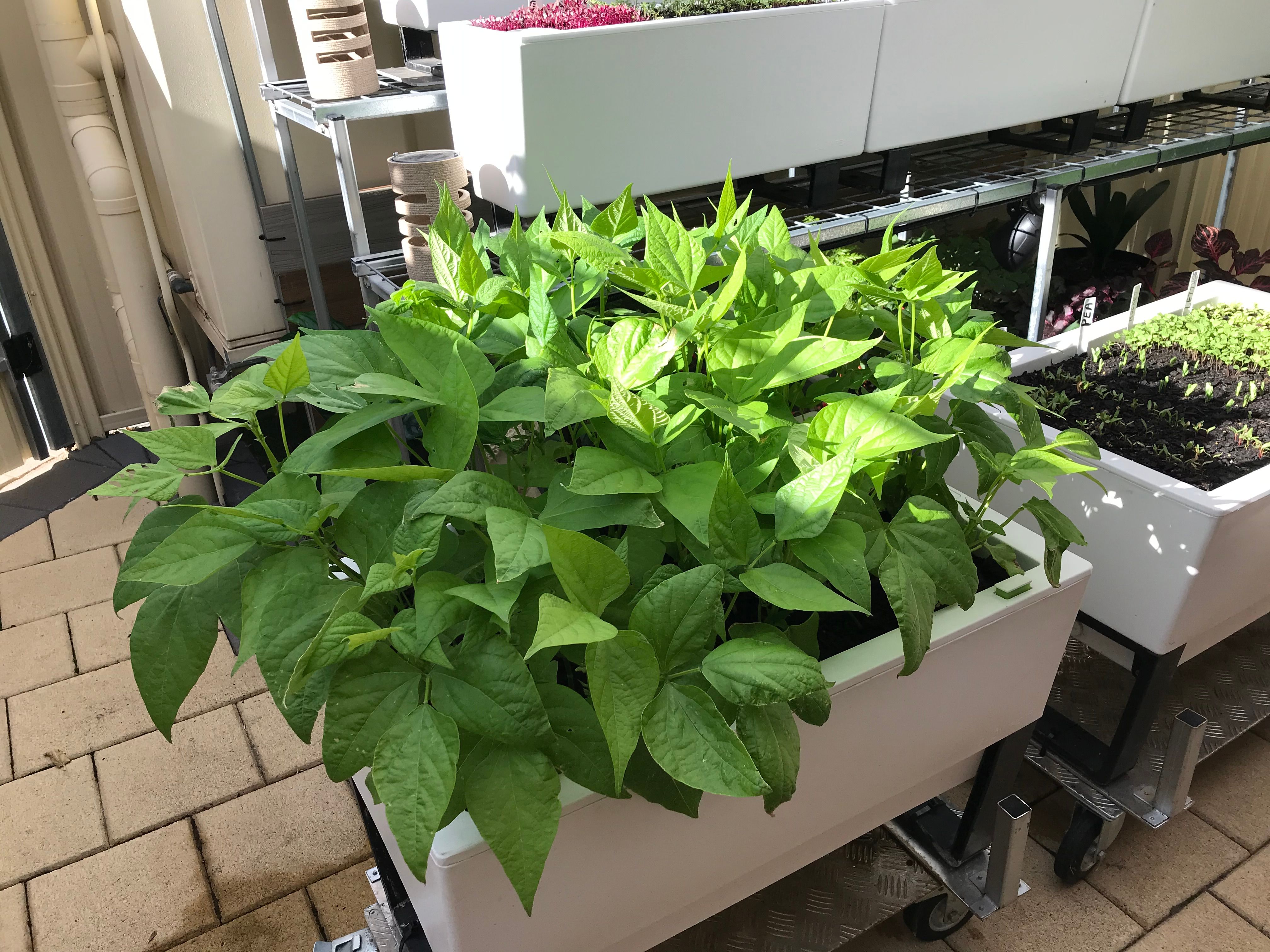 Backyard garden with selfwatering plant... Bunnings community