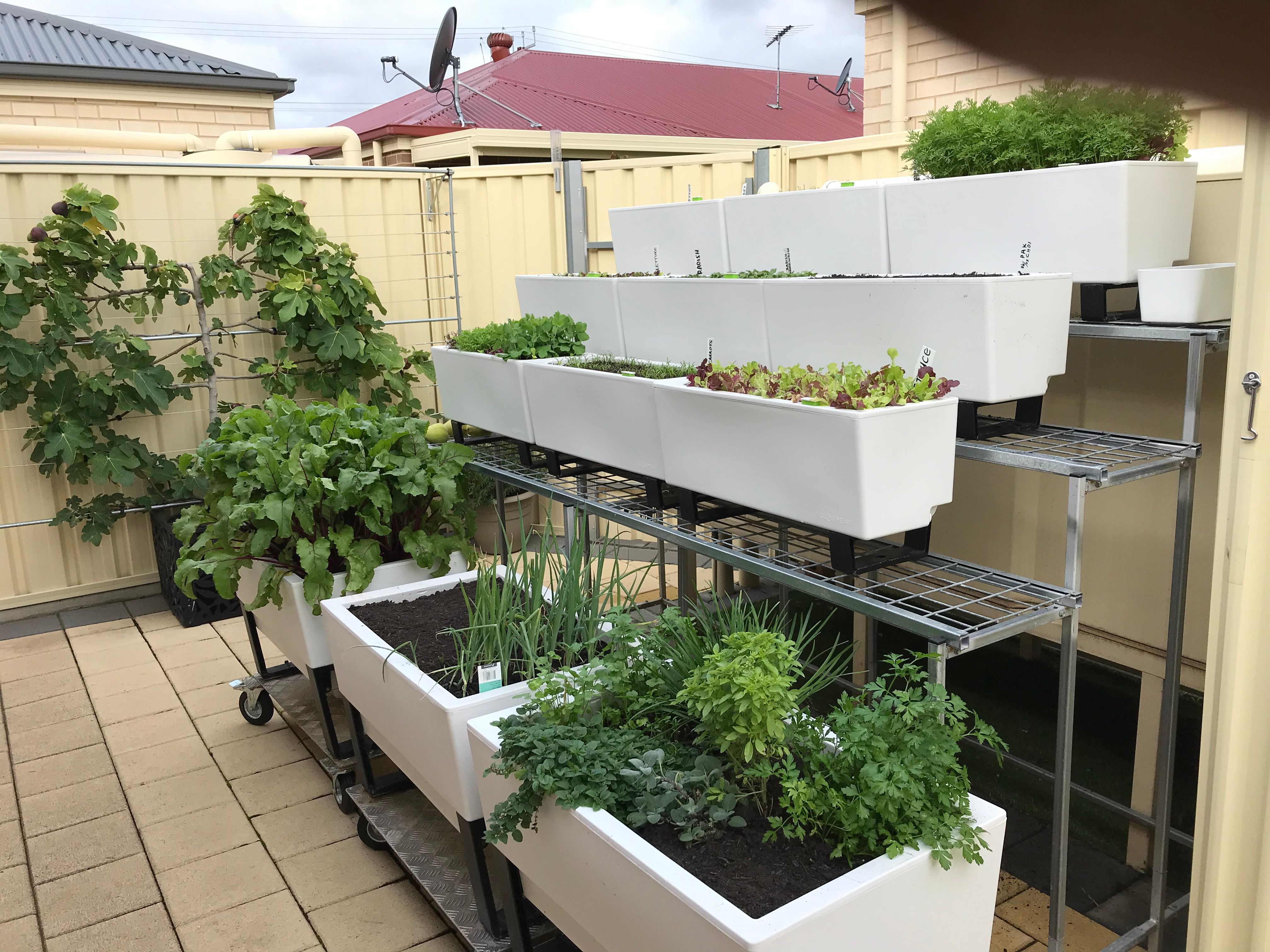 Backyard garden with selfwatering plant... Bunnings community