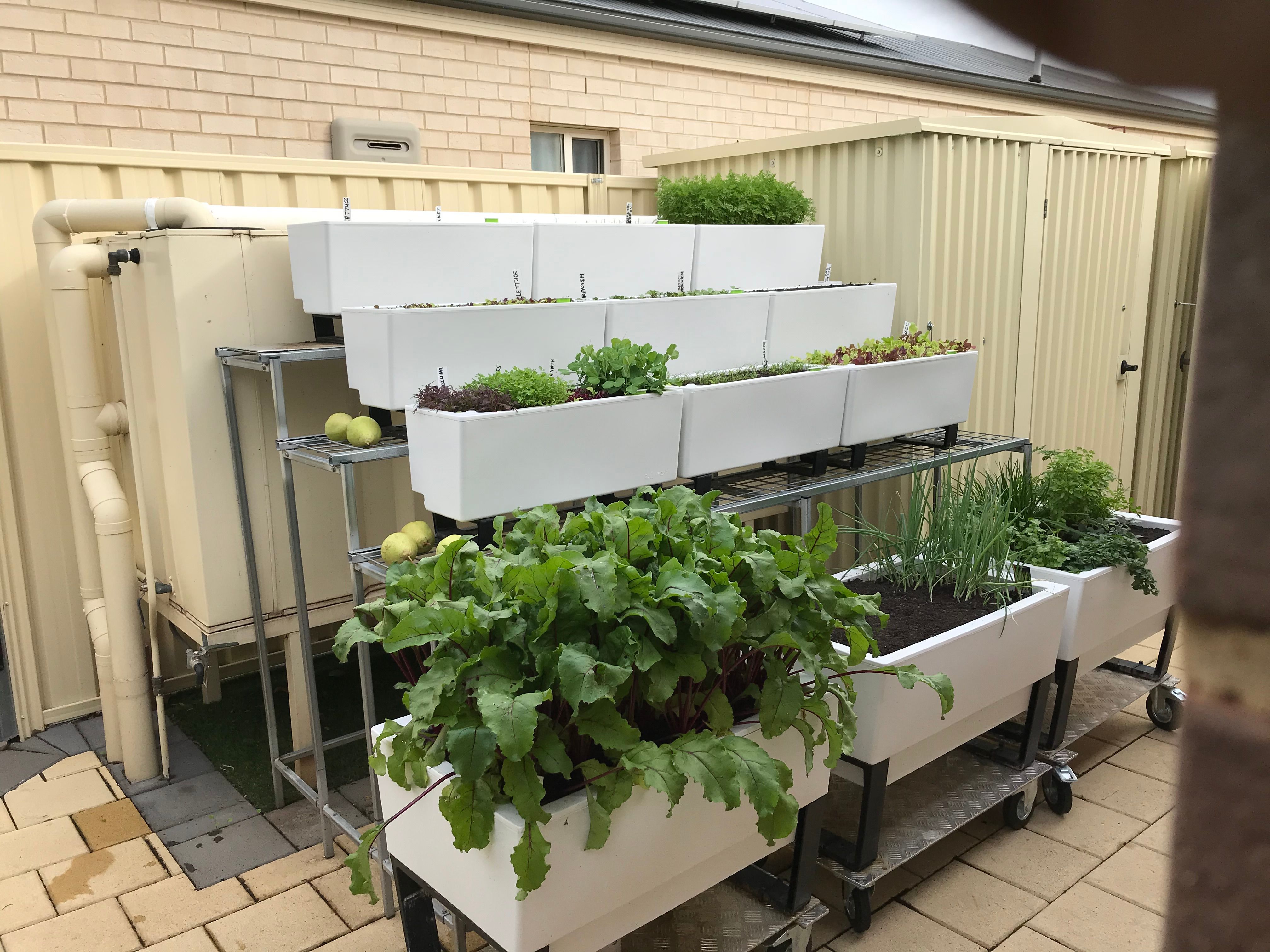 Backyard garden with selfwatering plant... Bunnings community