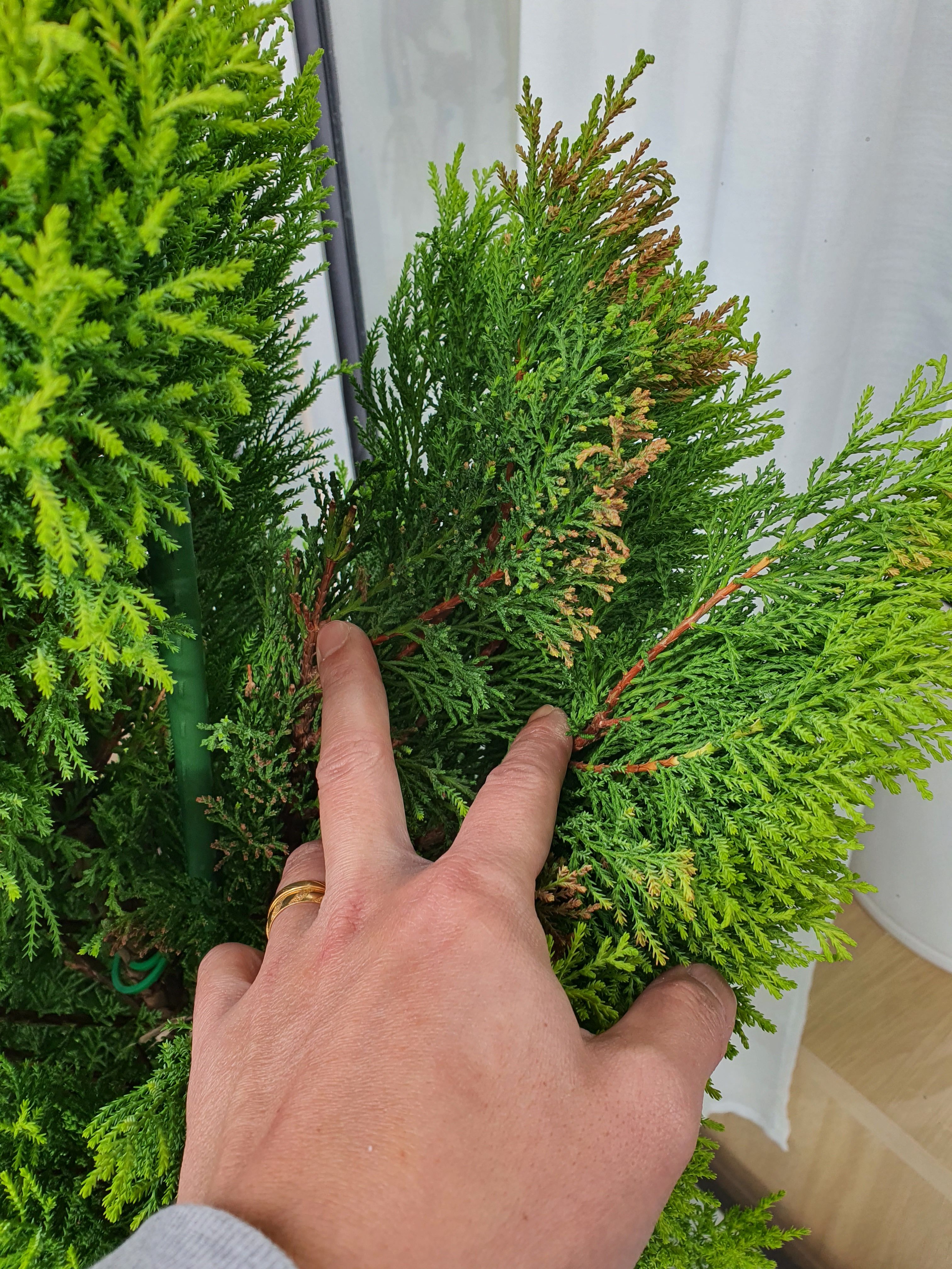 What happened with my Cypress? Bunnings community